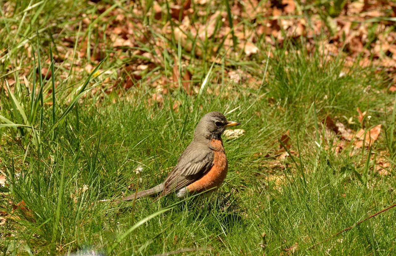 bird cardinal wildlife free photo