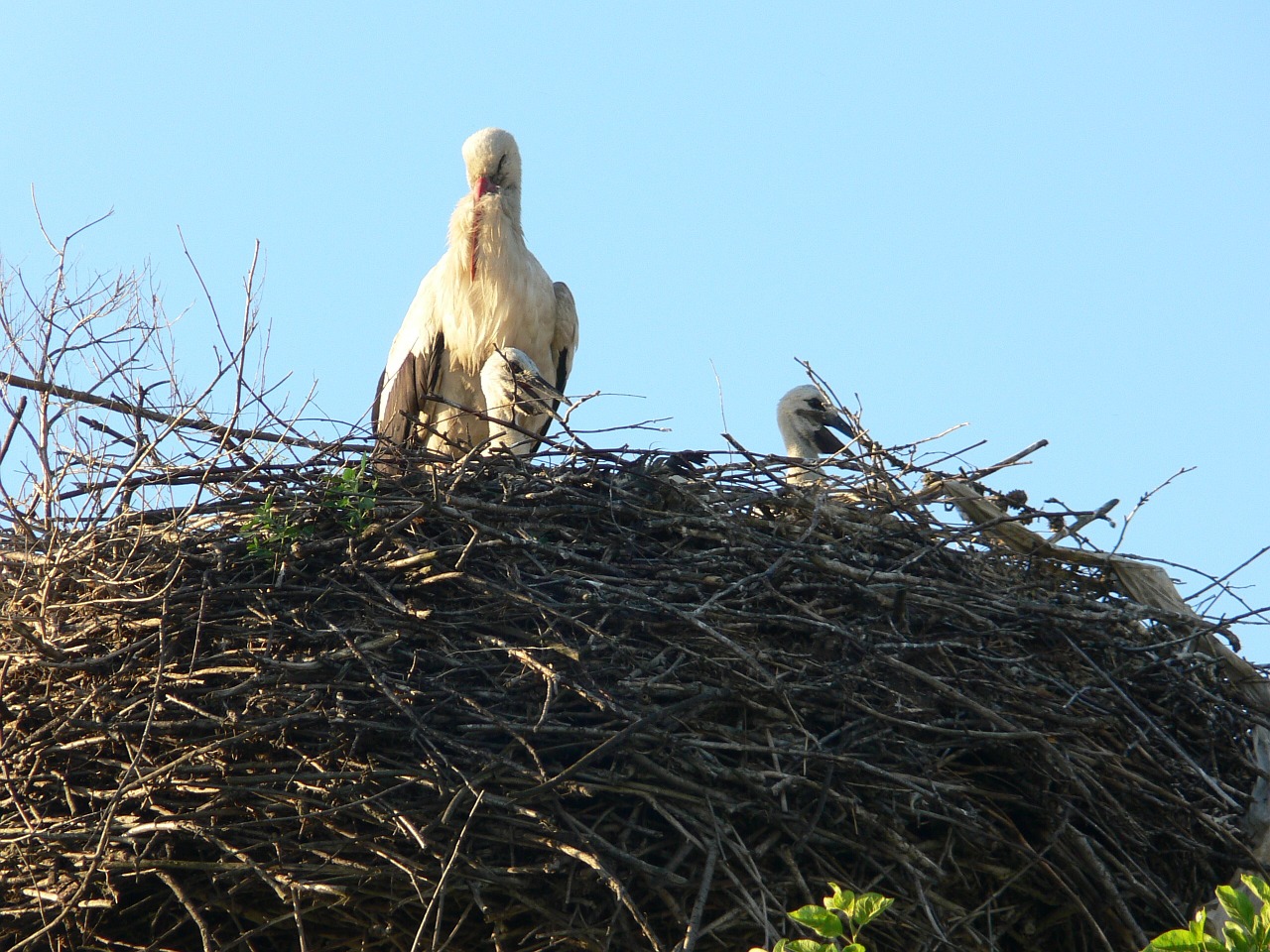 bird nest stork free photo