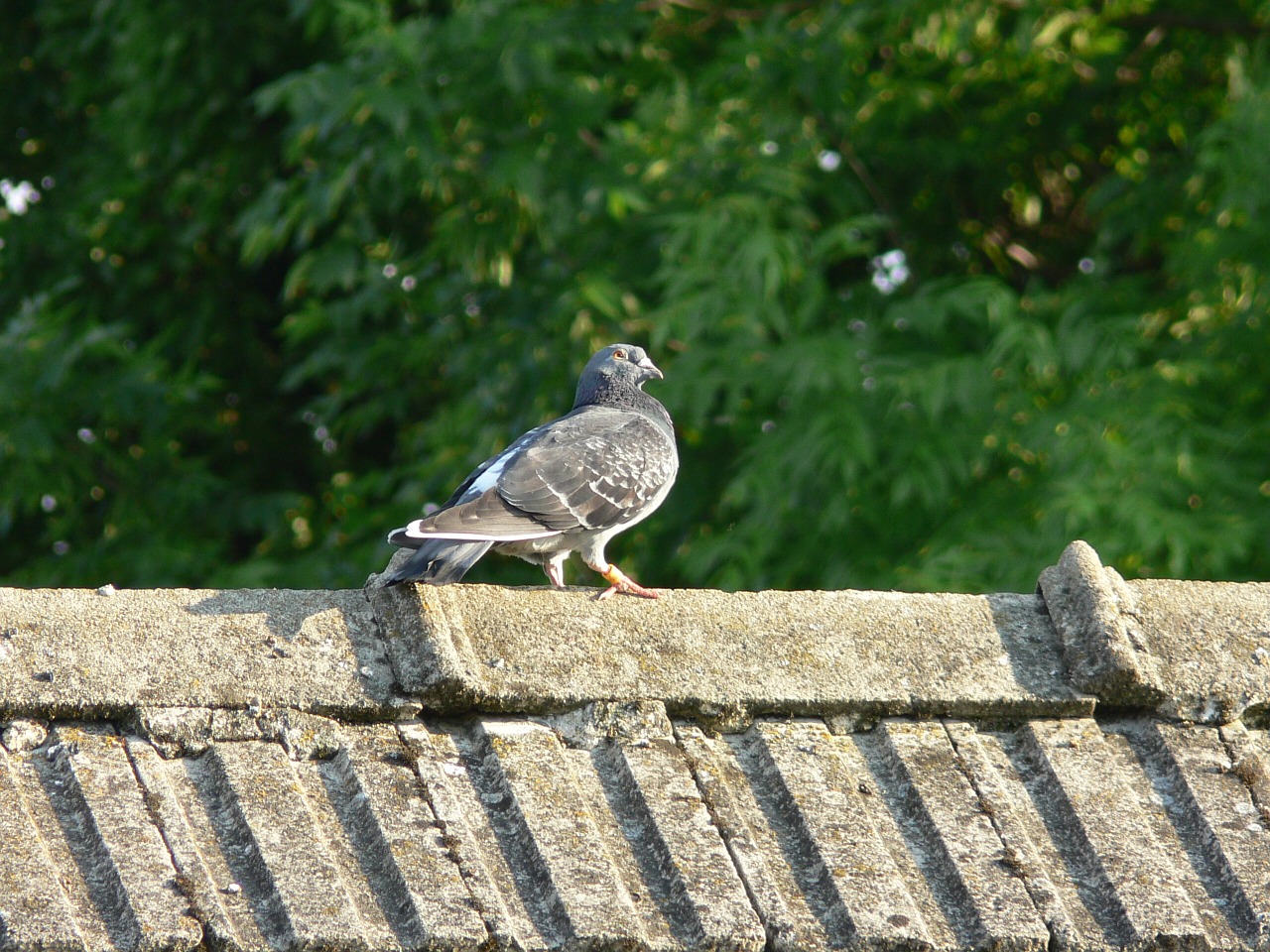 bird pigeon summer free photo