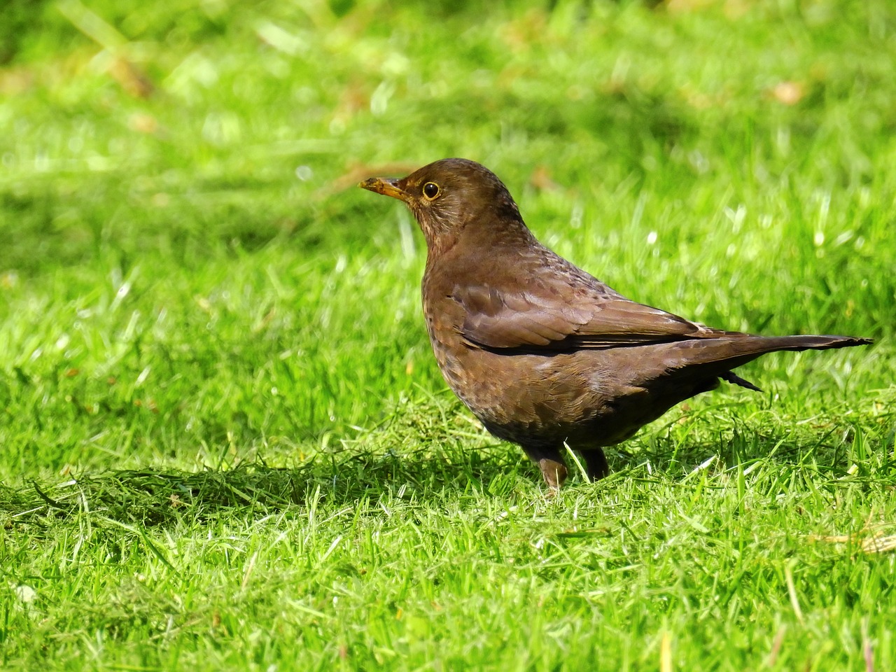 bird blackbird black free photo