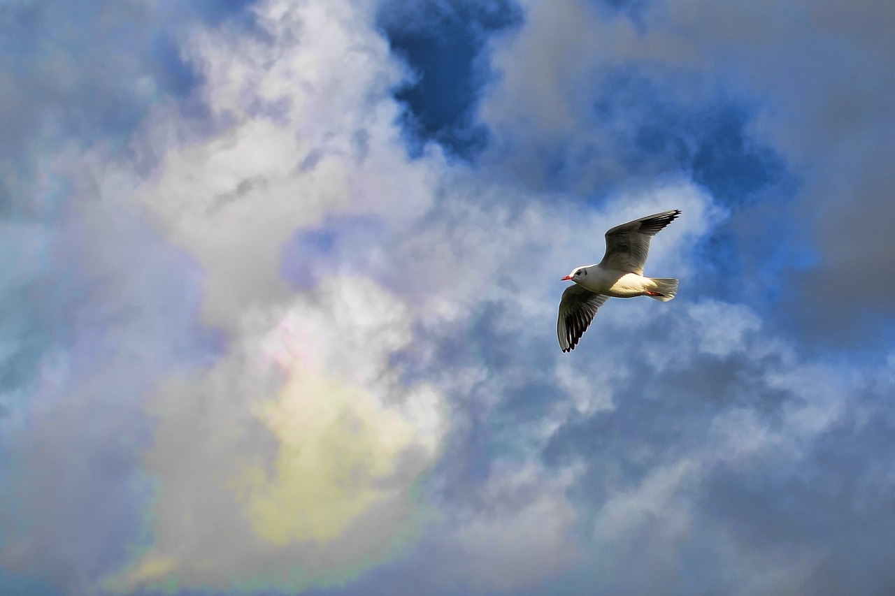 bird flight flinching free photo