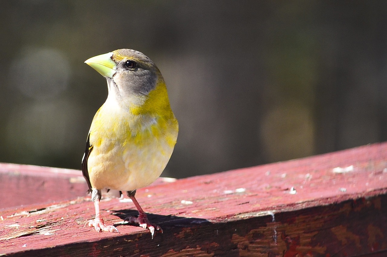 mont-tremblant bird animal free photo