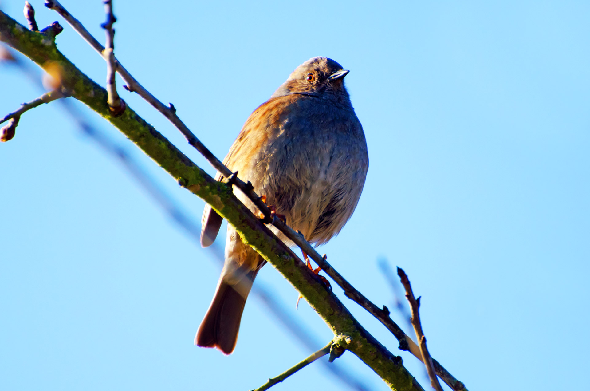 bird animal aviator free photo