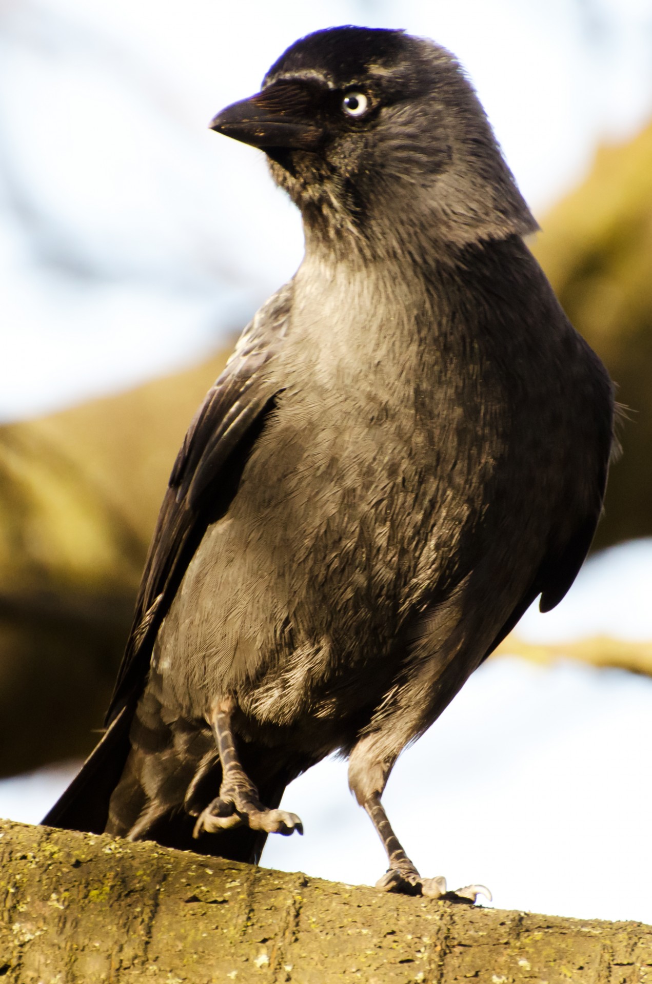 bird jackdaw corvus free photo