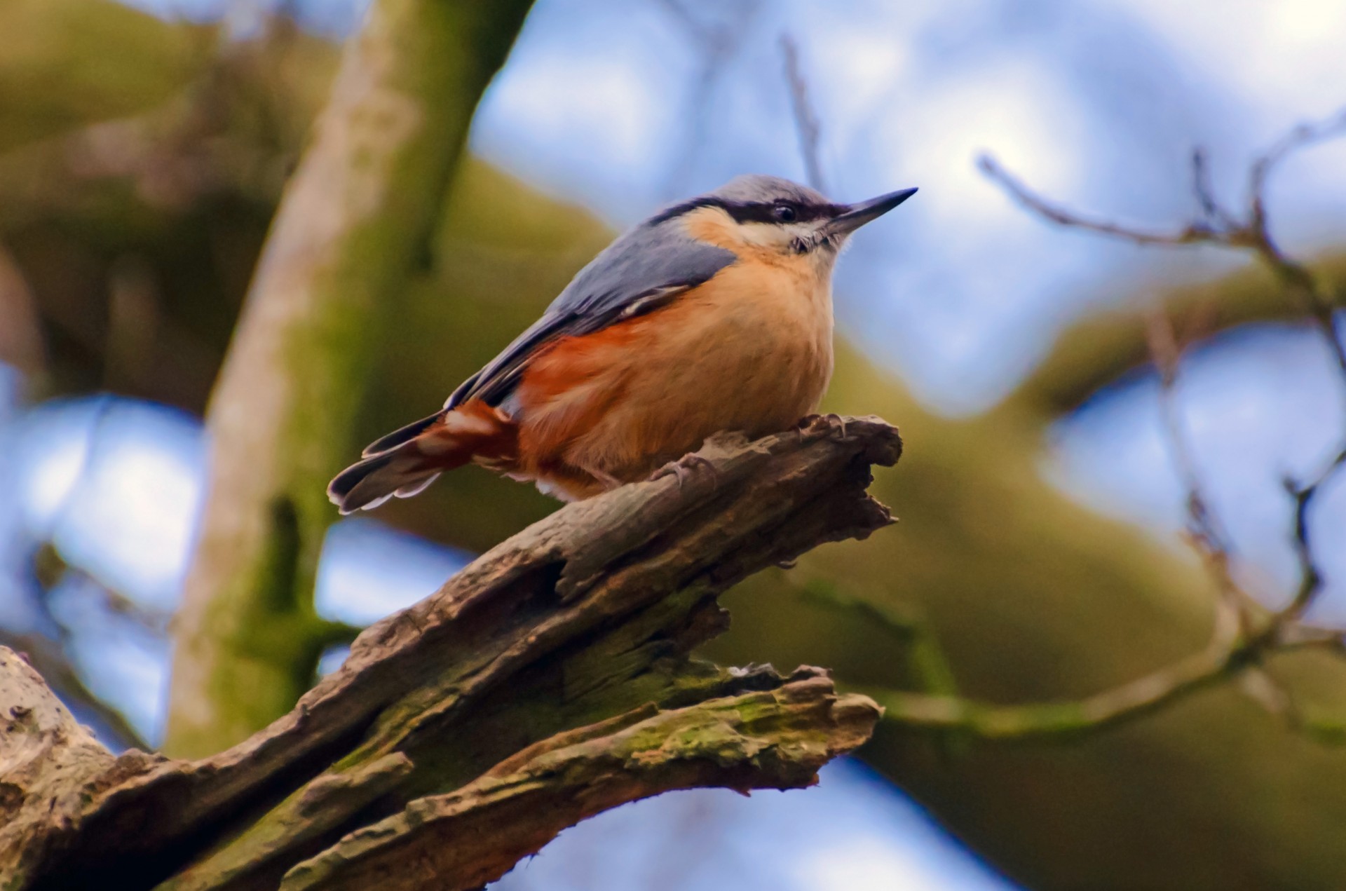 animal beak bird free photo