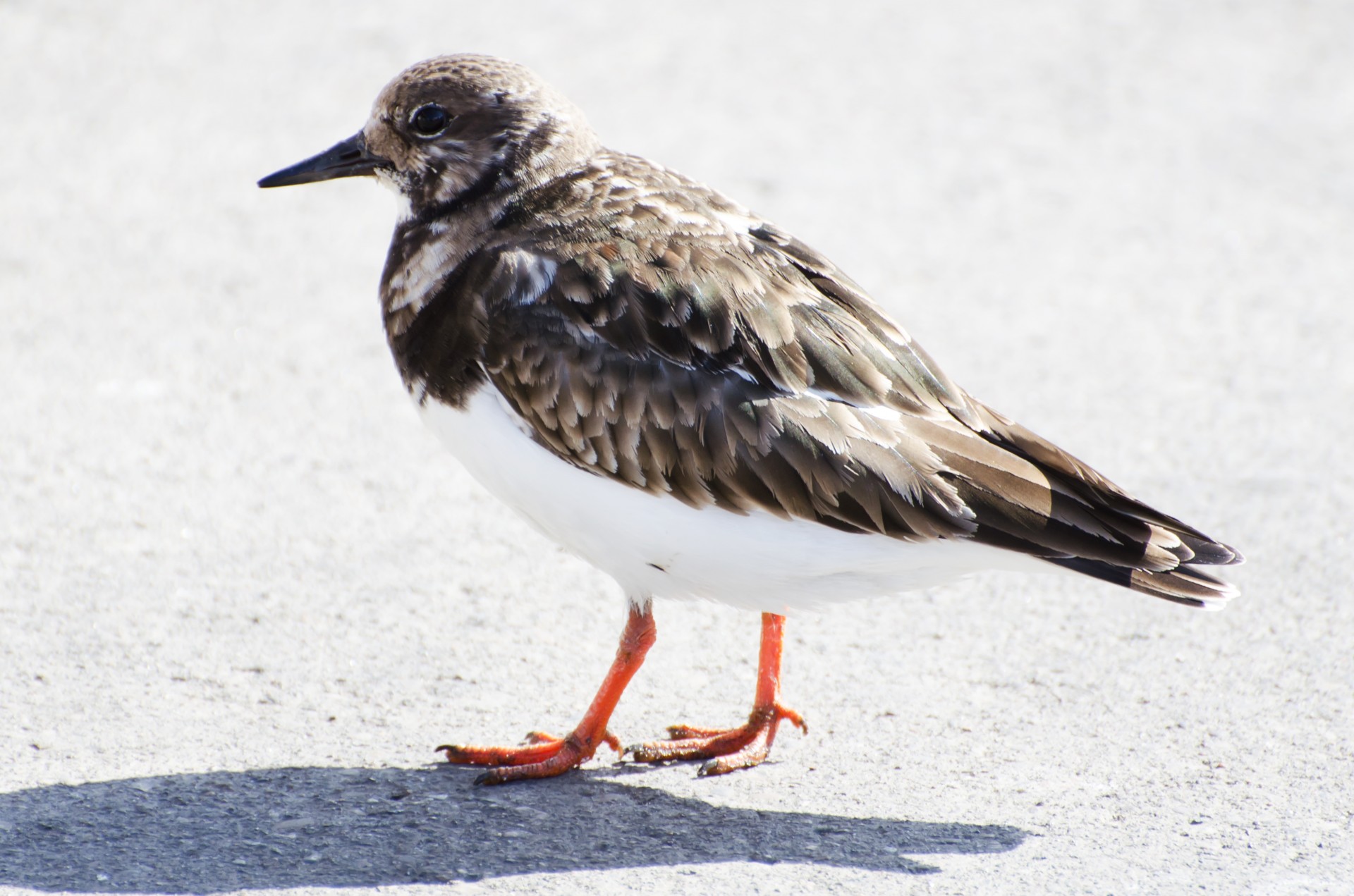 temminck's stint bird flying free photo