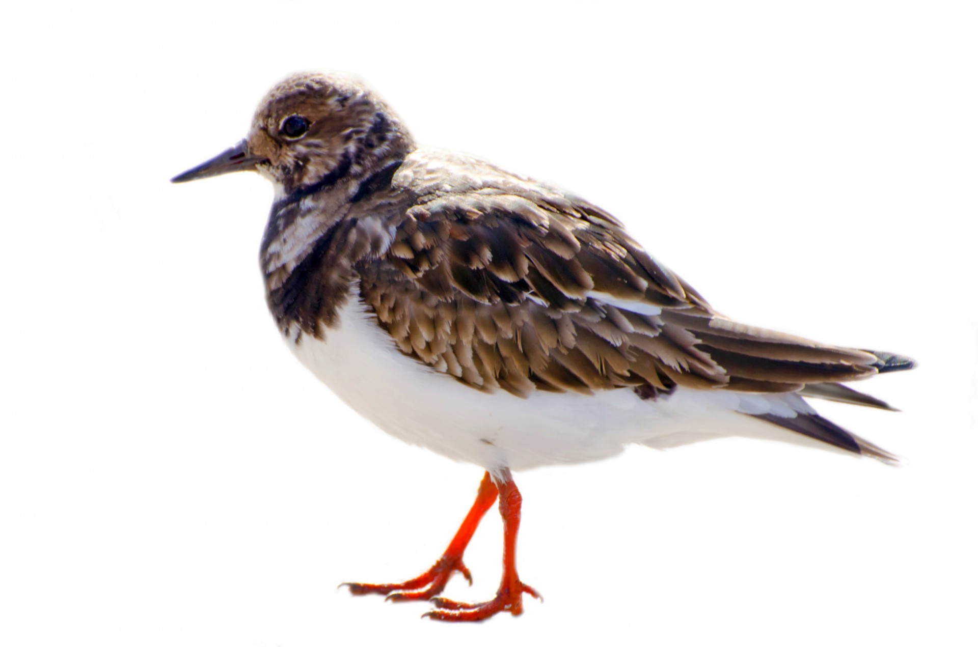 temminck's stint bird flying free photo