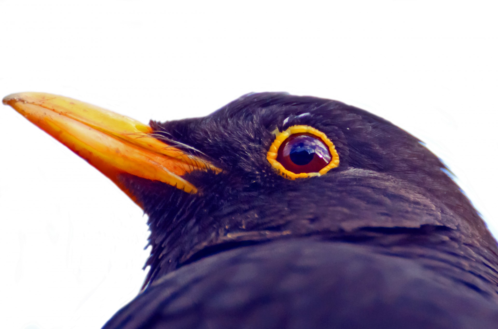 blackbird black macro free photo