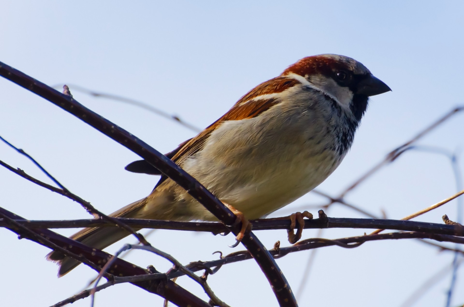 bird sparrow sit free photo