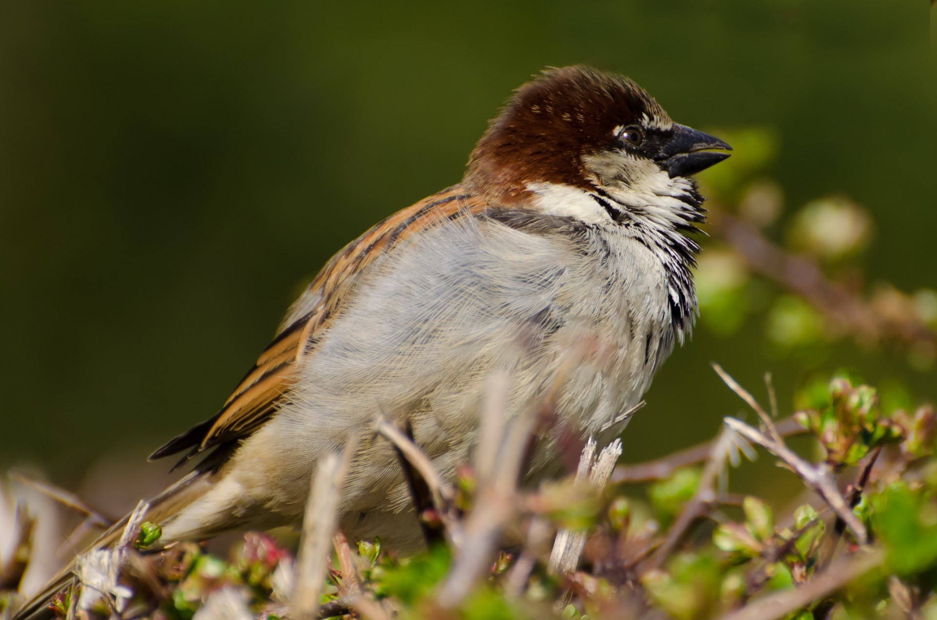 bird animal aviator free photo