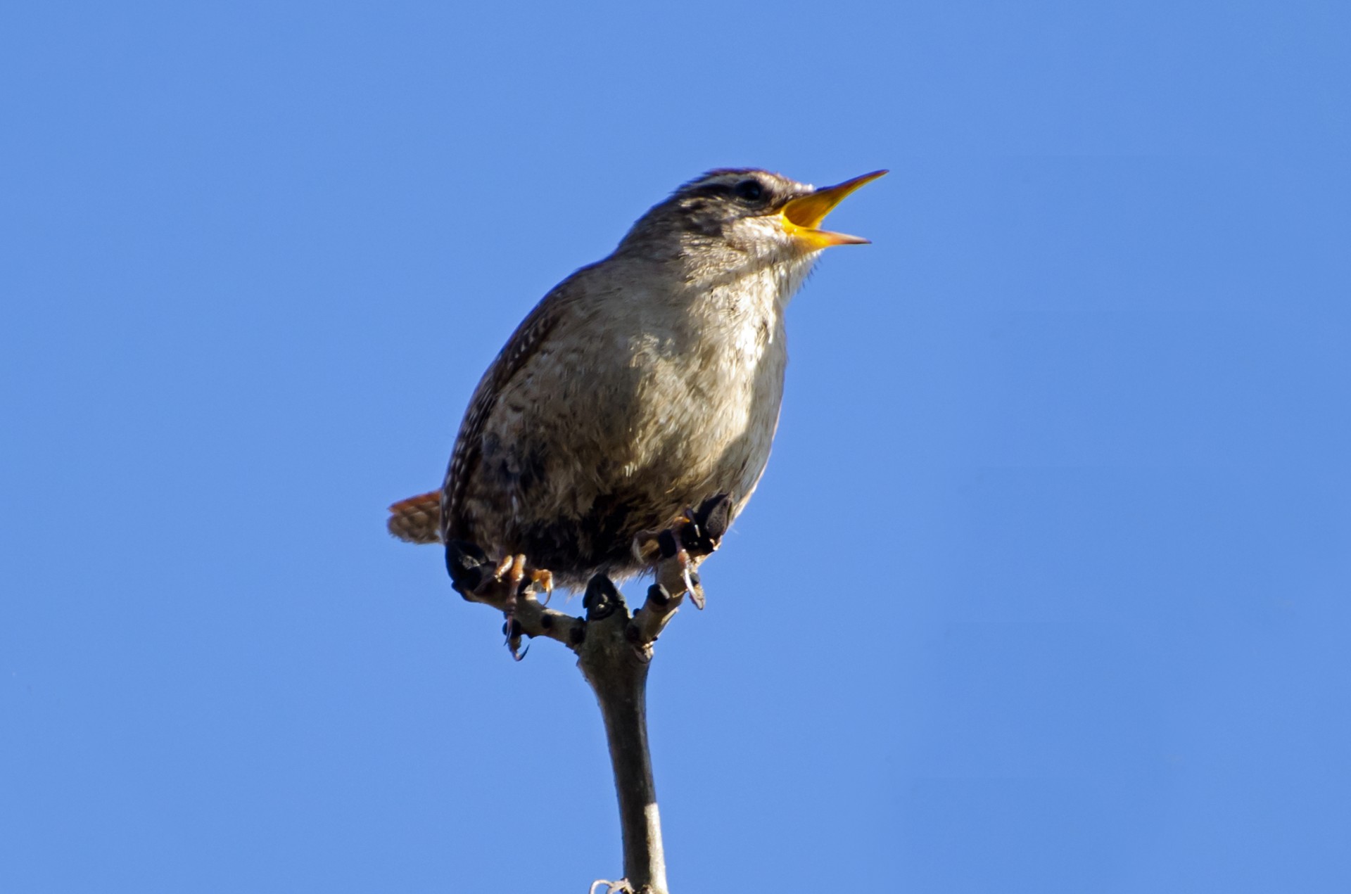 bird animal aviator free photo