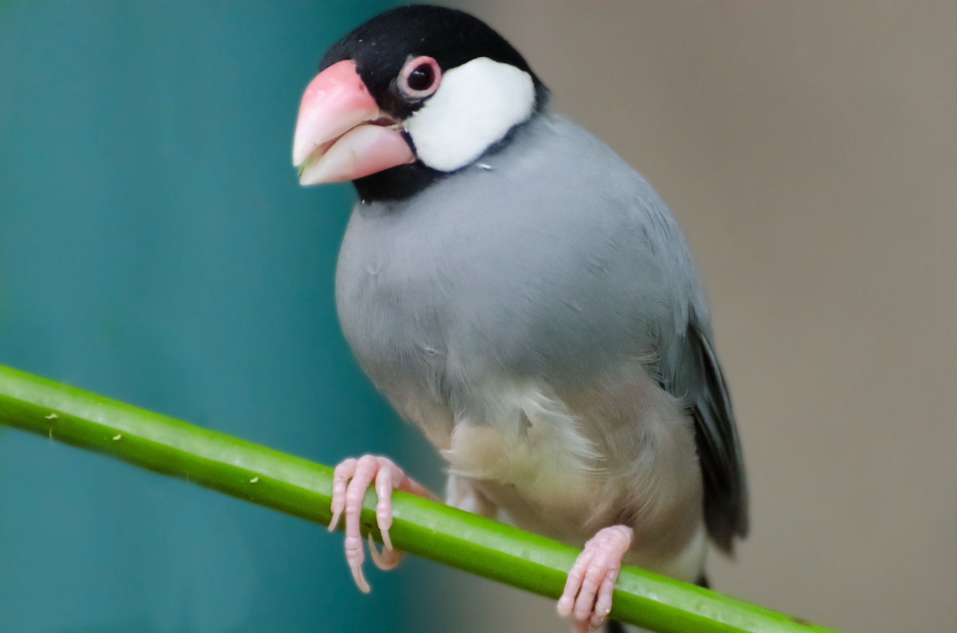 bird hawaii lonchura free photo