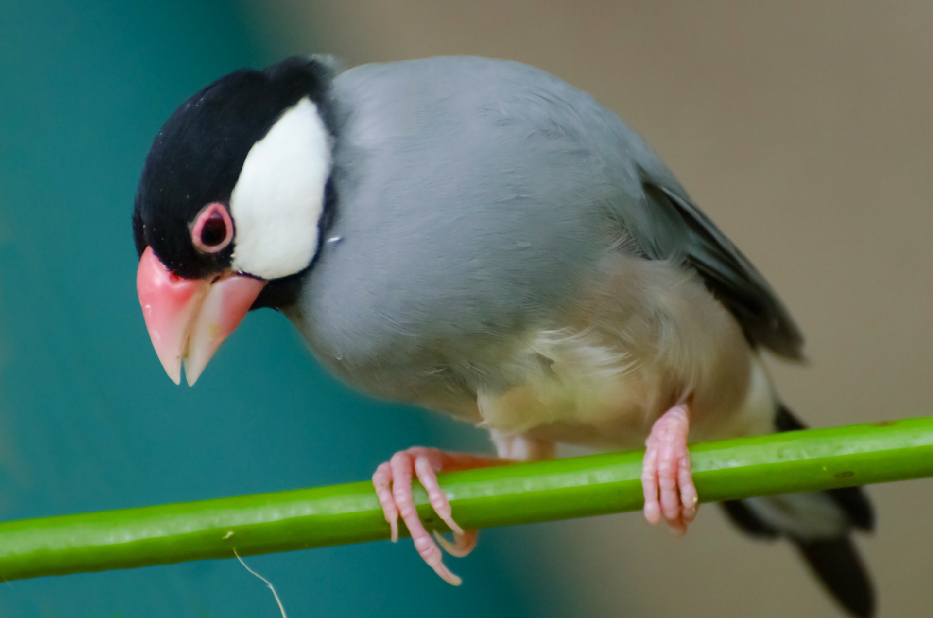 bird hawaii lonchura free photo