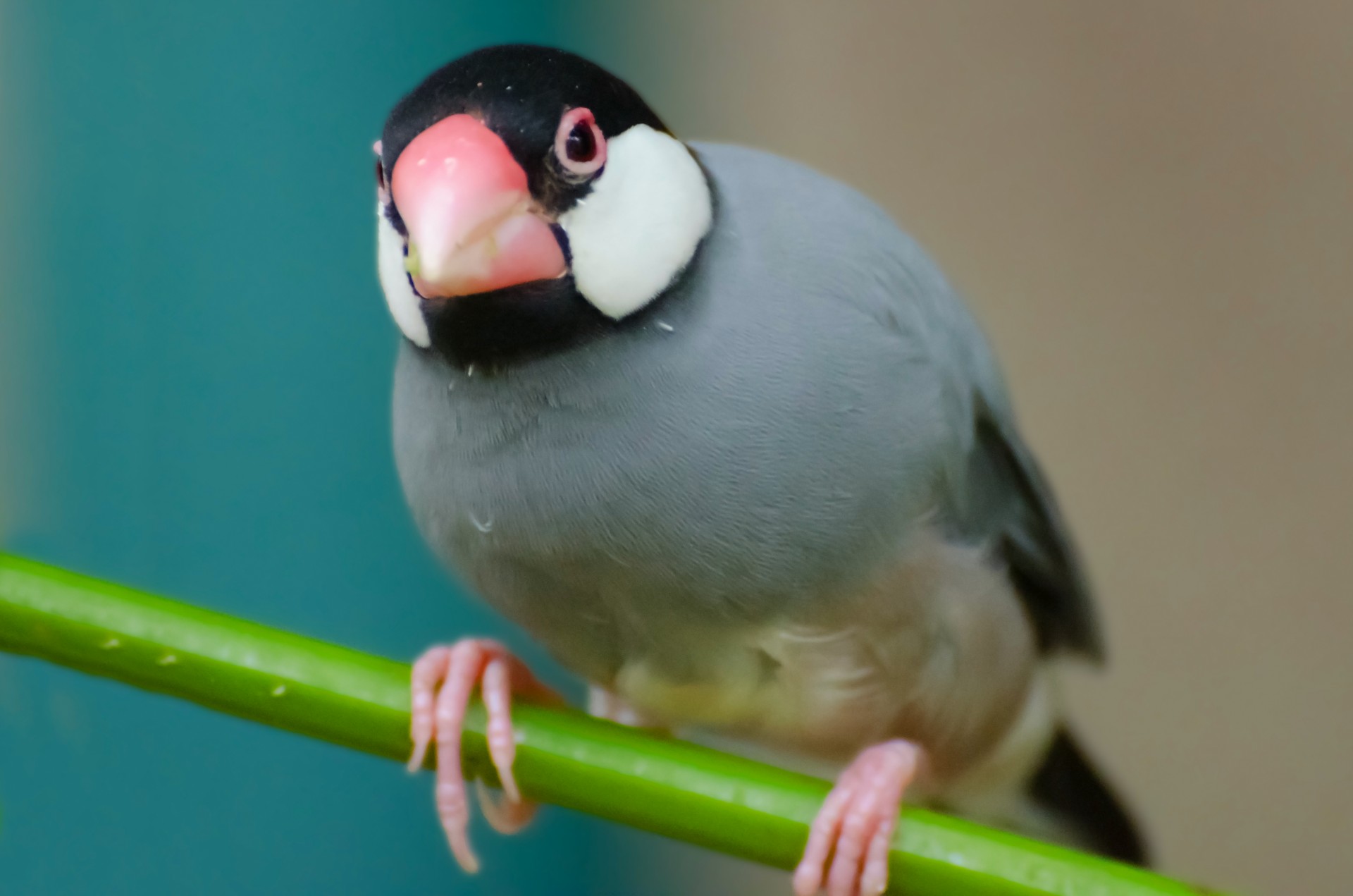 bird hawaii lonchura free photo