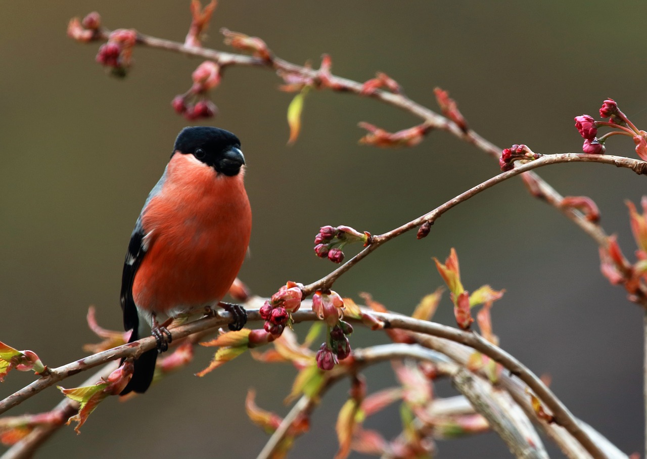 bird feathers beak free photo