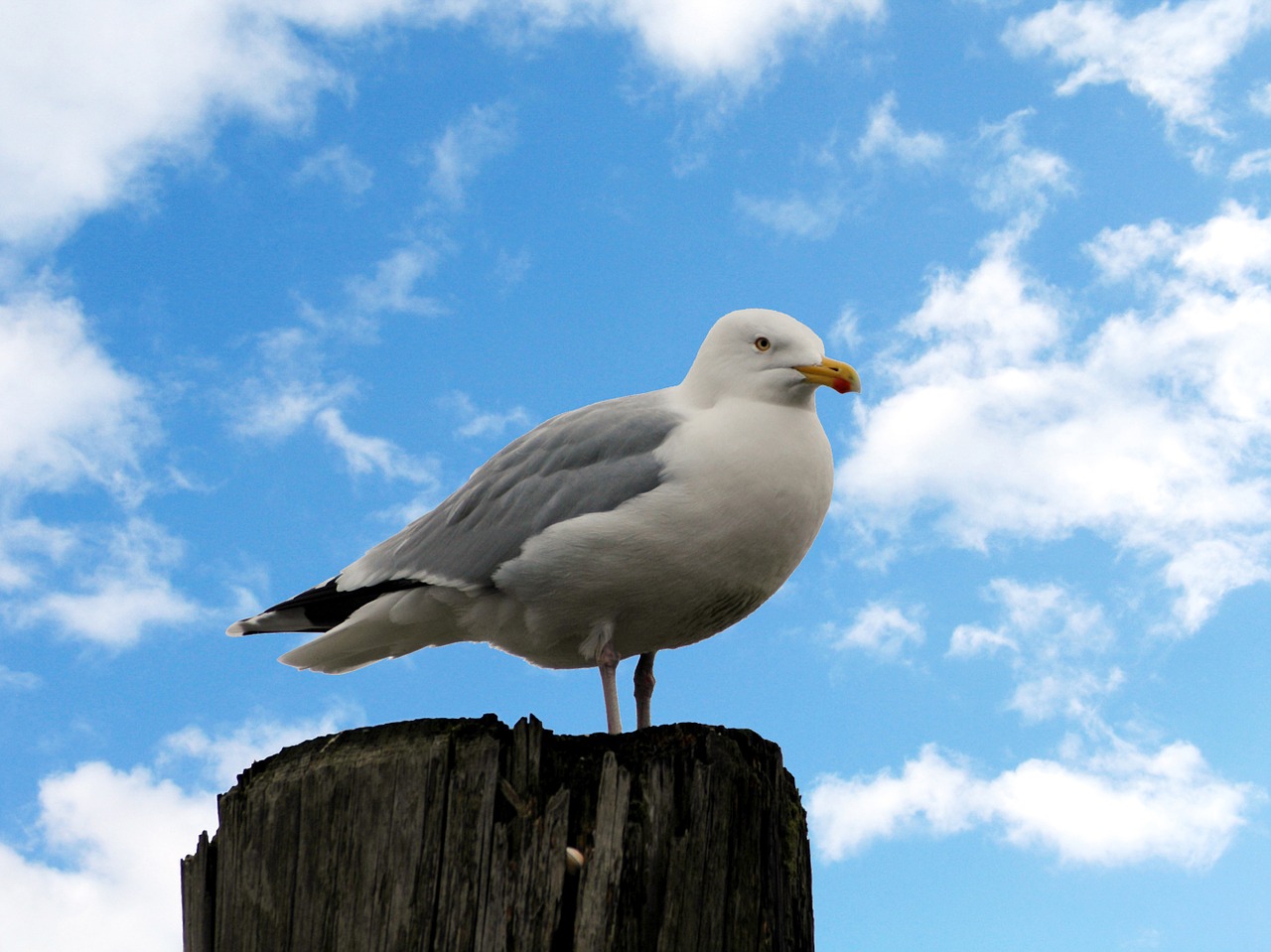 bird seagull east frisia free photo