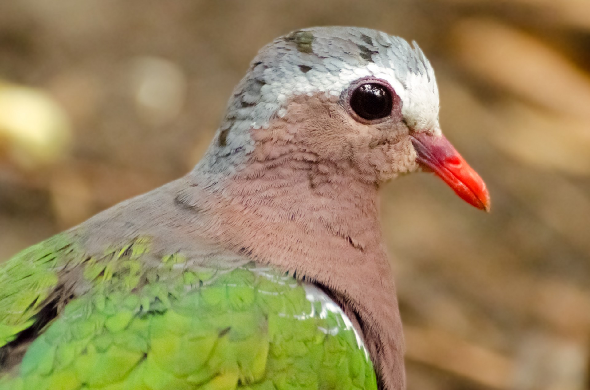 bird macro eye free photo