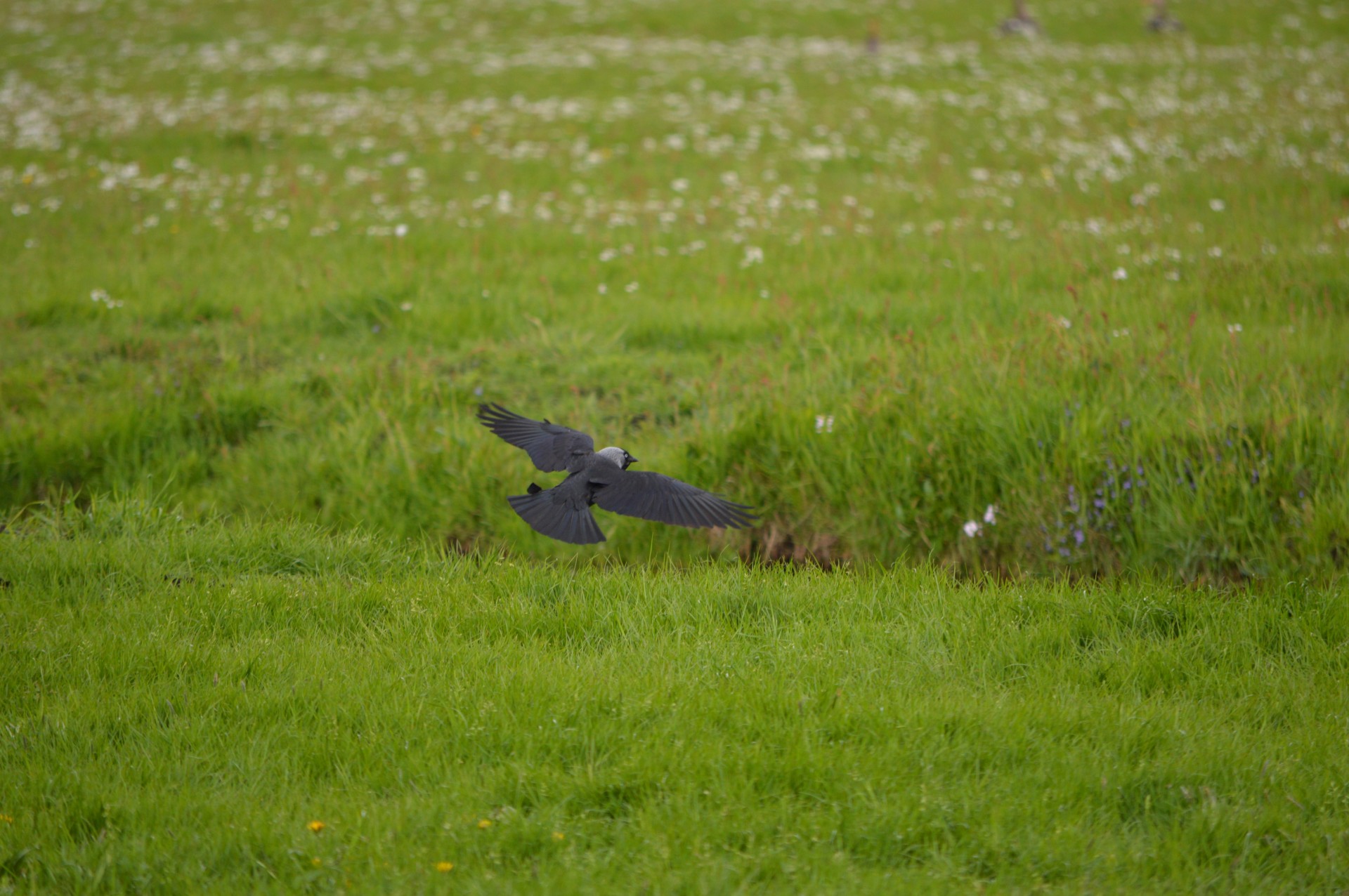 bird flying nature free photo