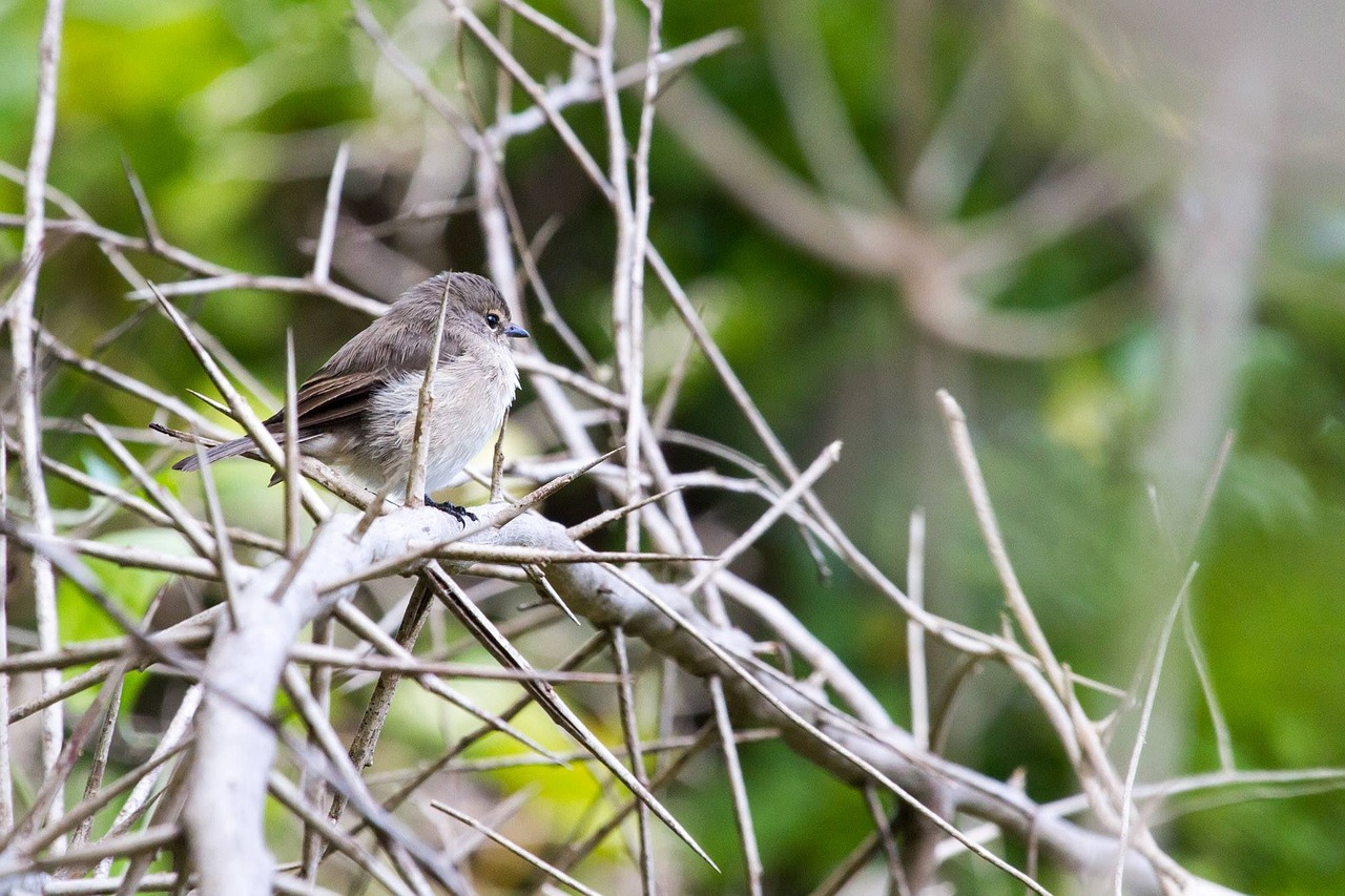 bird thorns nature free photo