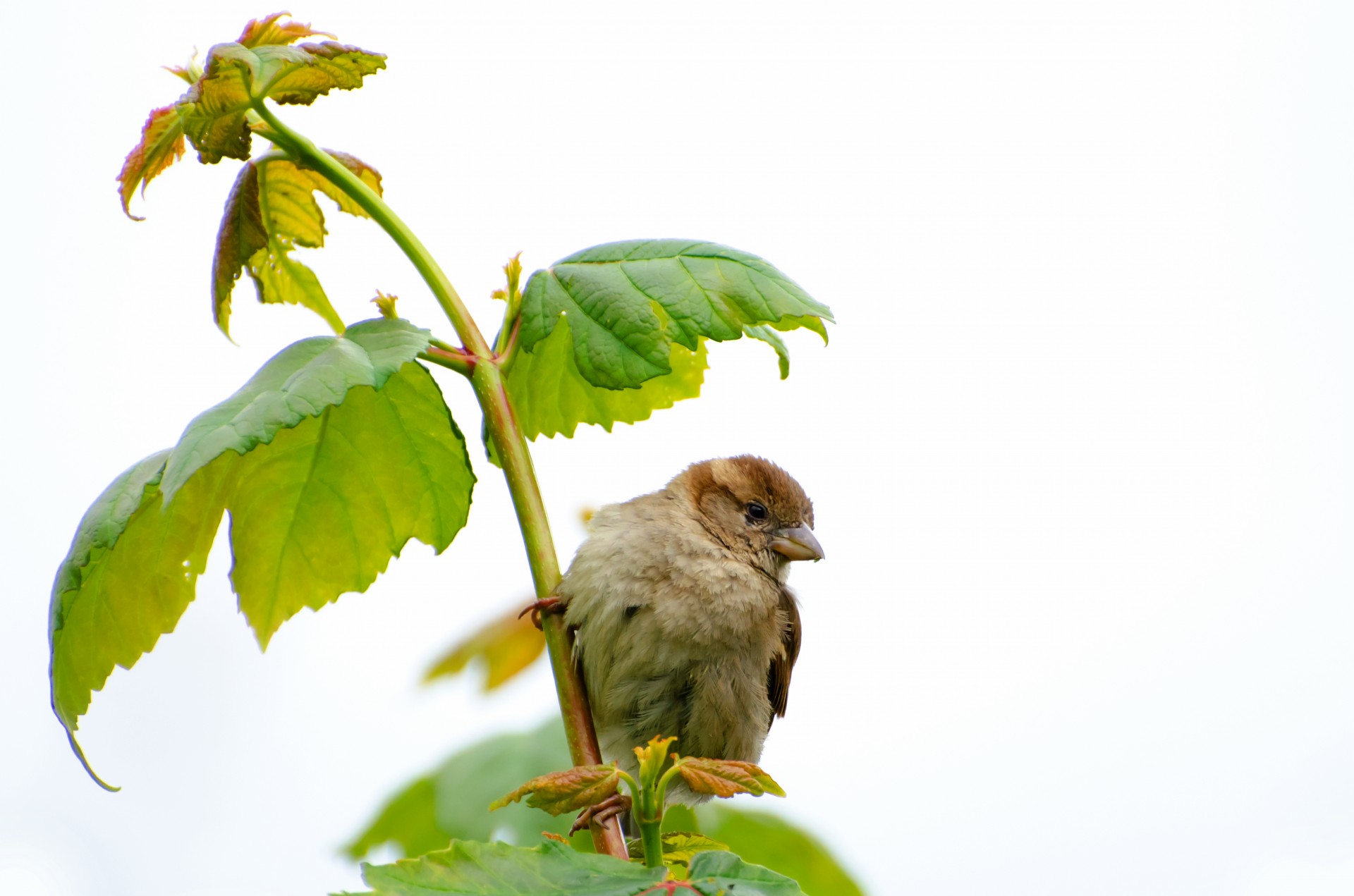 bird animal aviator free photo