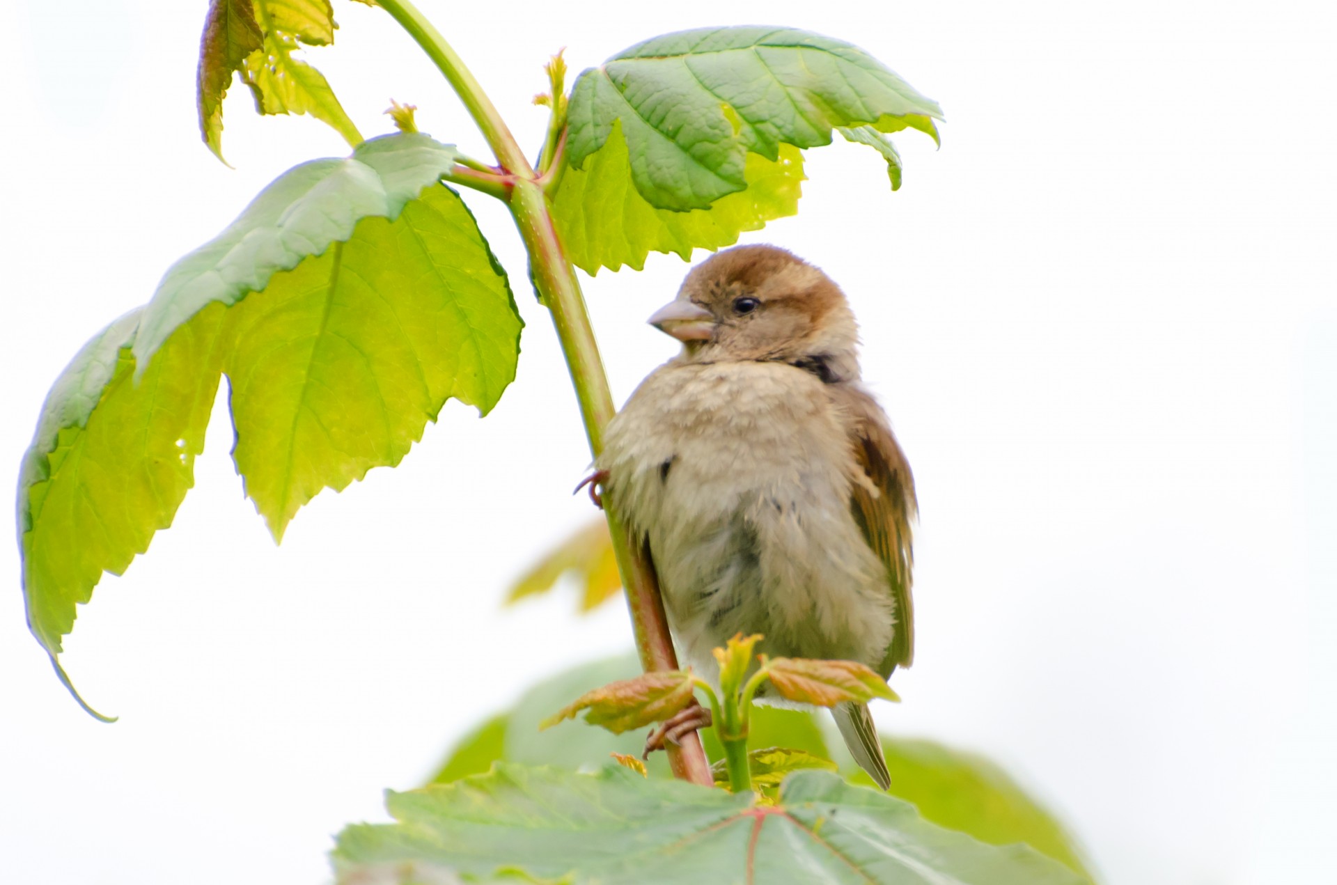 bird animal aviator free photo