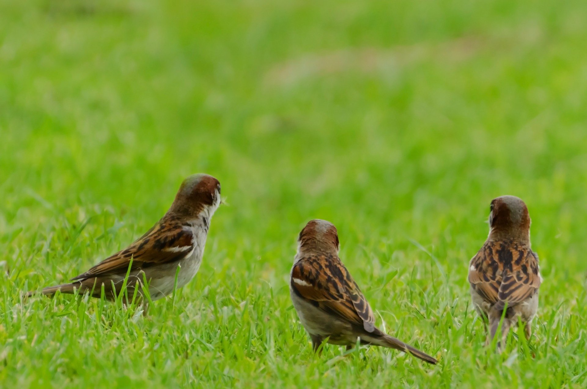 bird animal aviator free photo