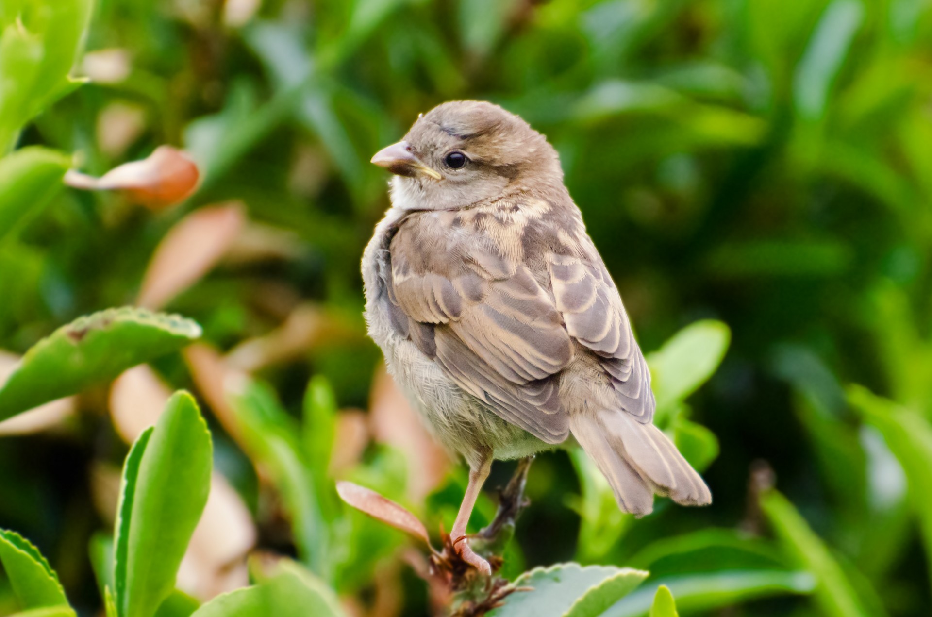 bird animal aviator free photo