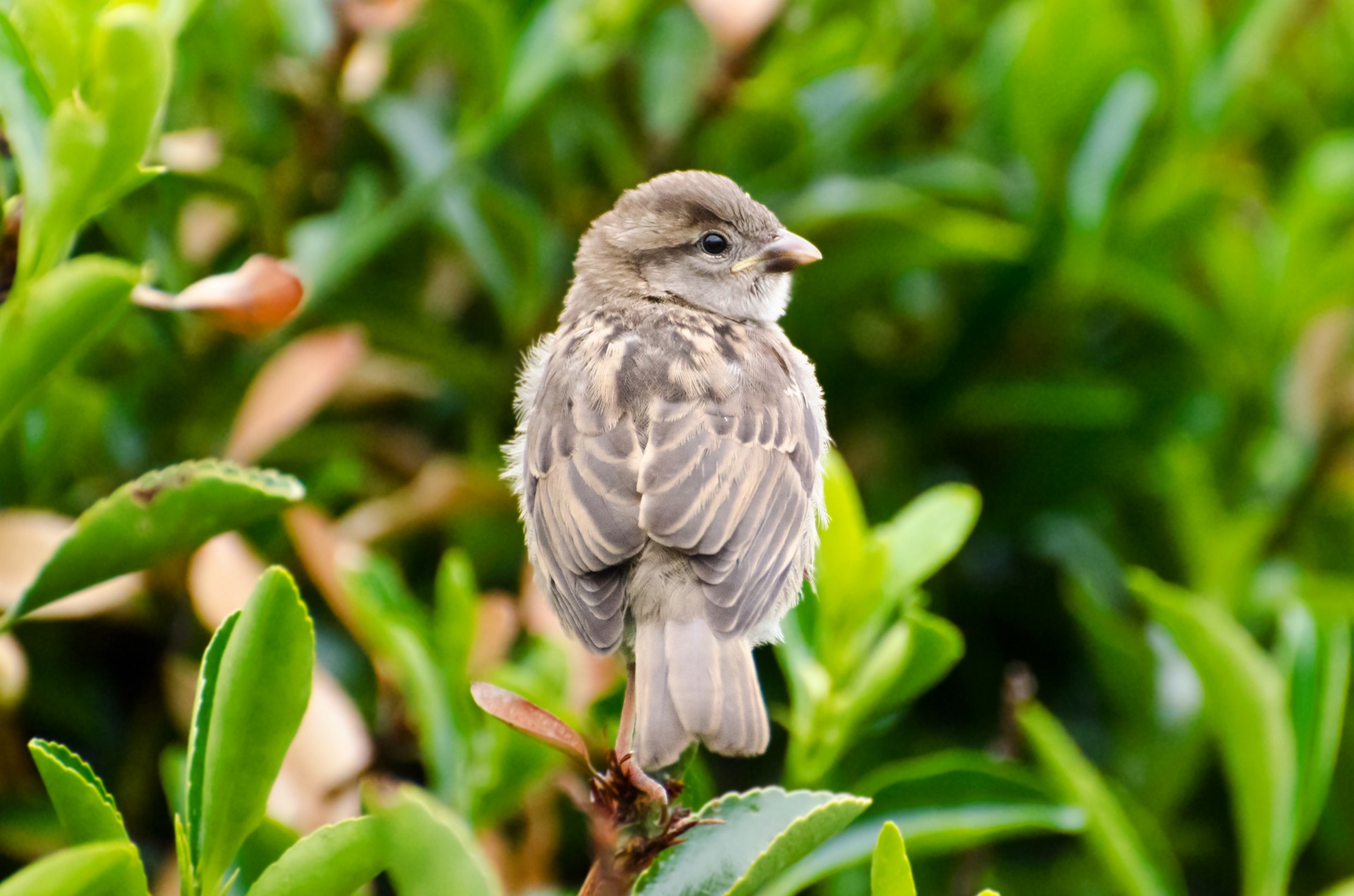 bird animal aviator free photo