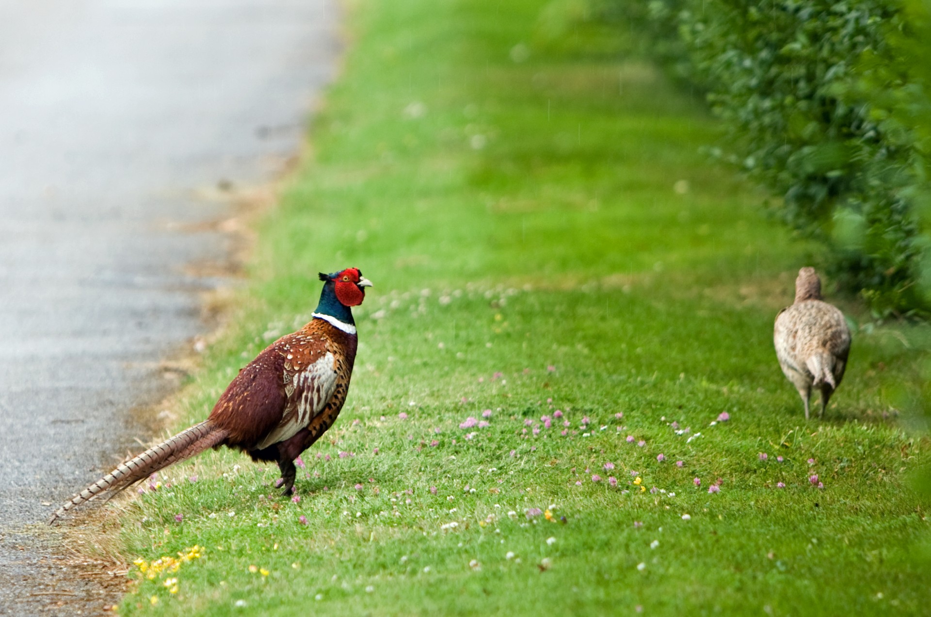 bird pheasant beautiful free photo