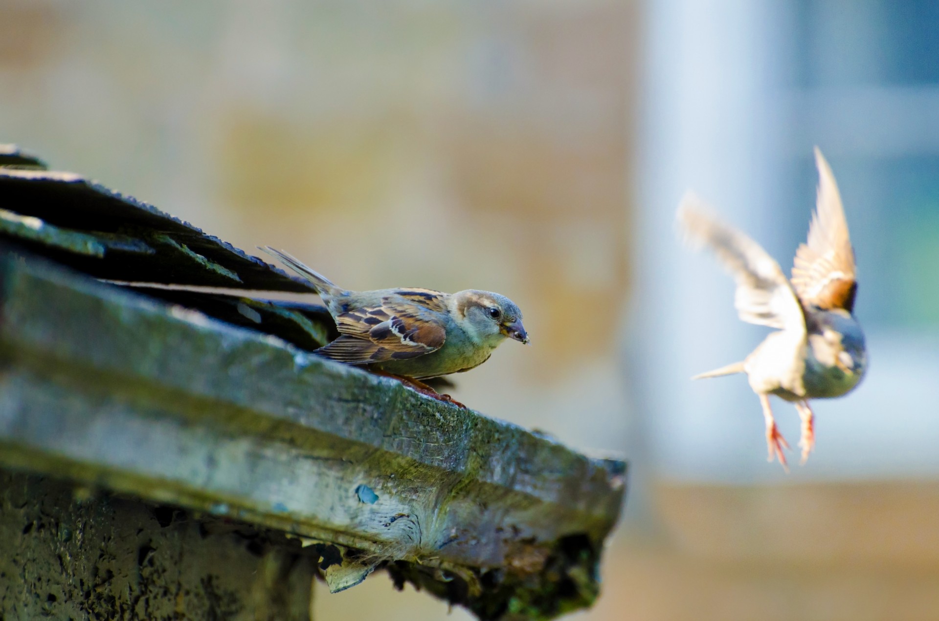 bird animal aviator free photo