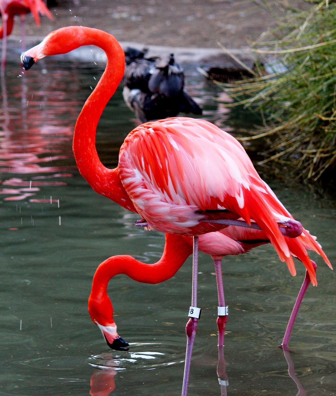 bird flamingo pink free photo