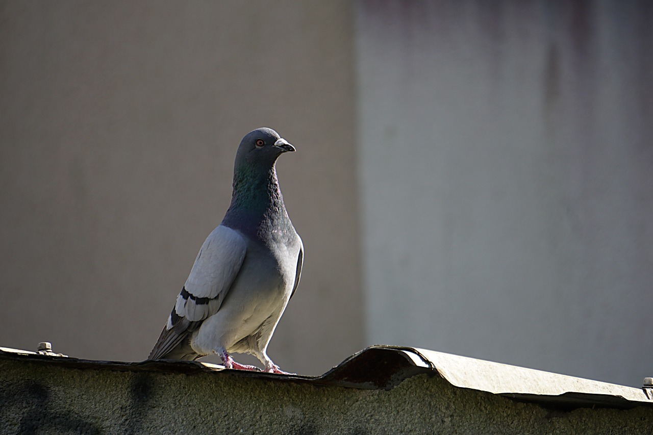 bird pigeon animal free photo