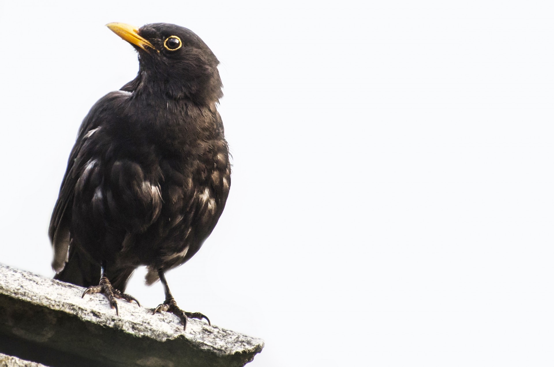 bird animal aviator free photo