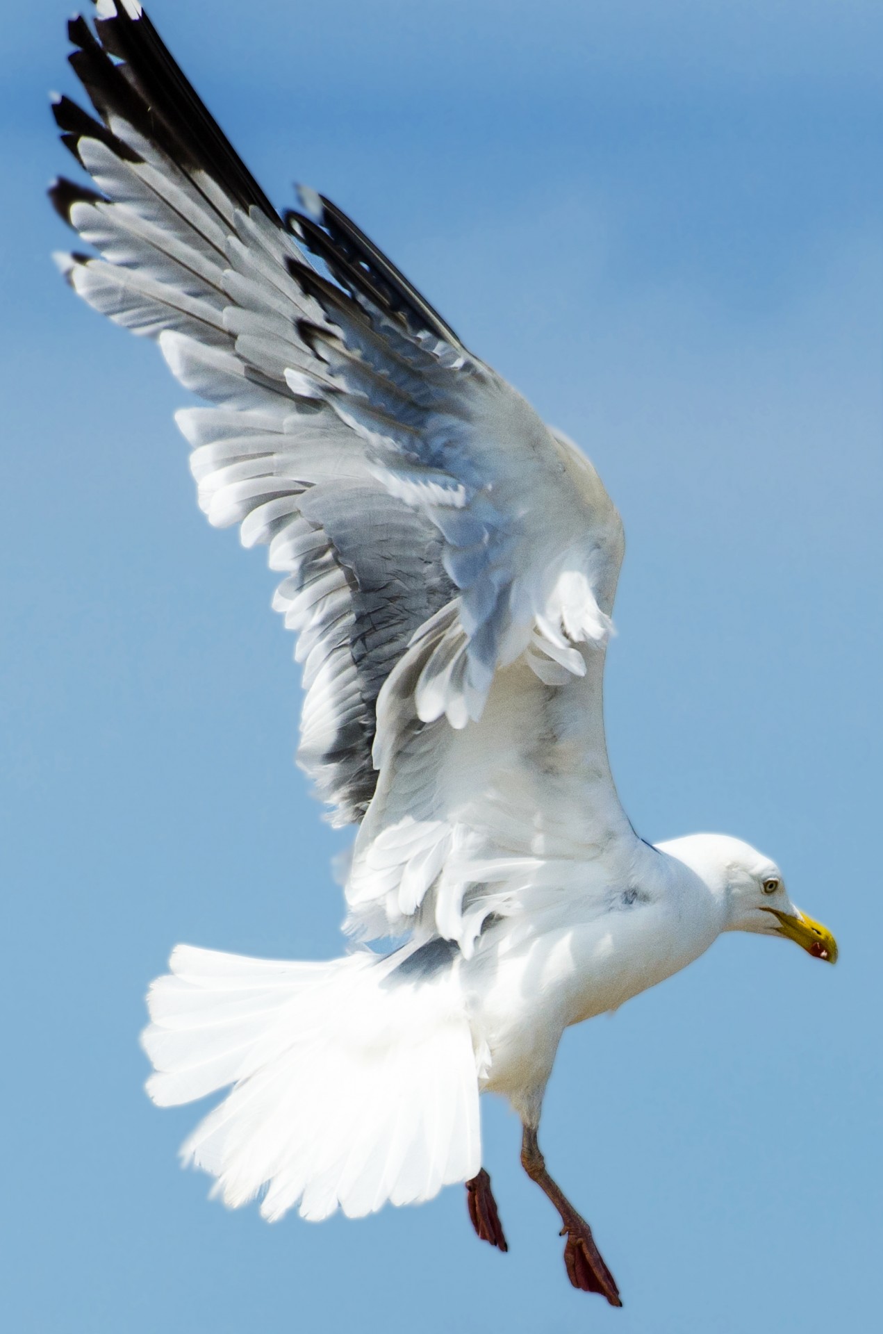 seagull bird aviator free photo