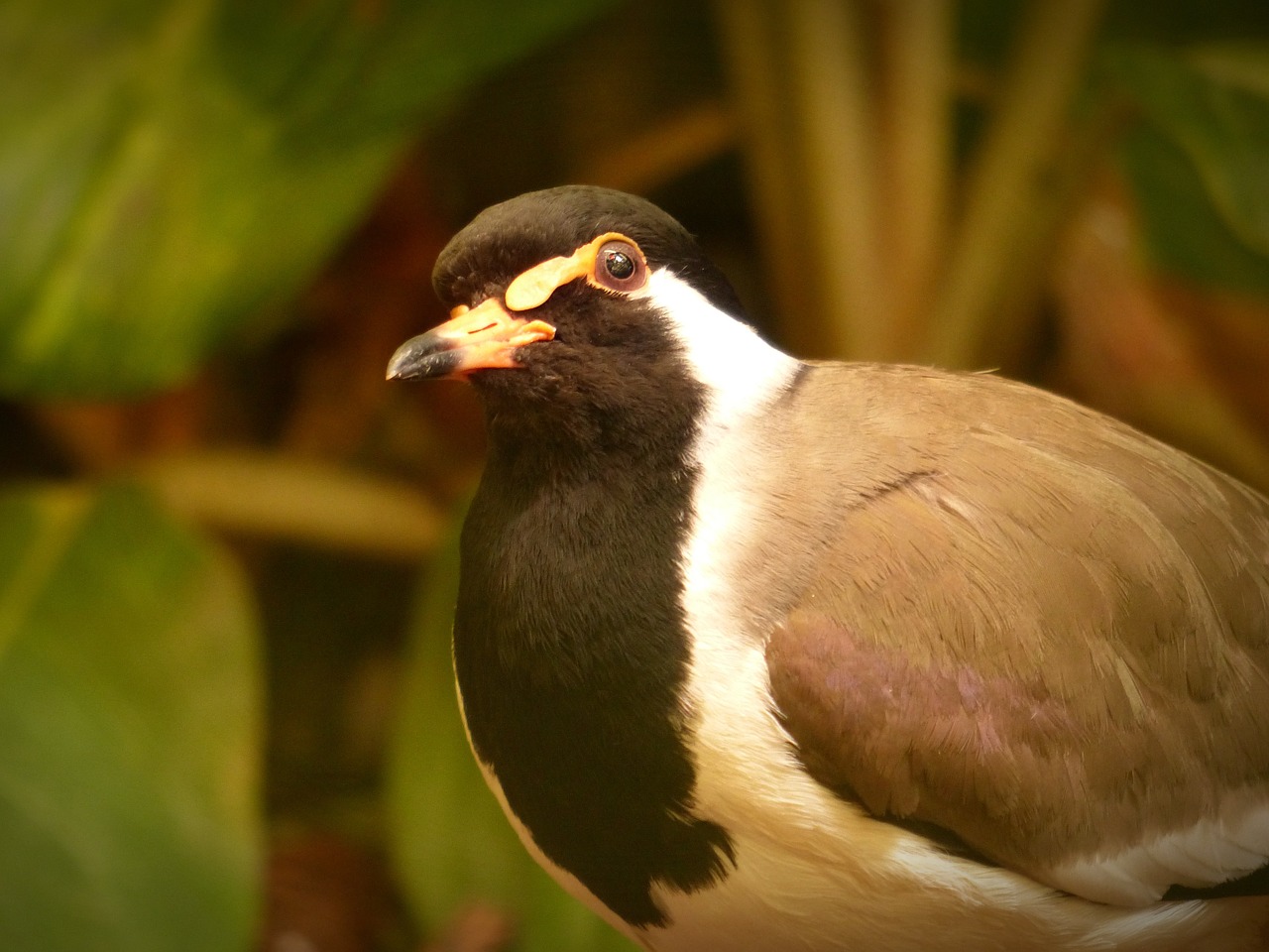 bird lapwing plumage free photo