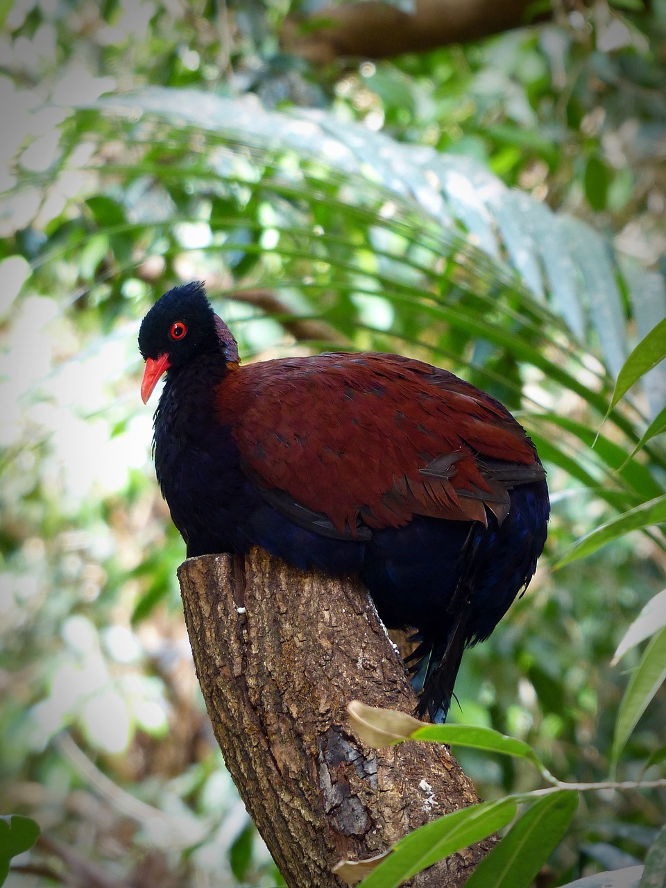 bird plumage nature free photo