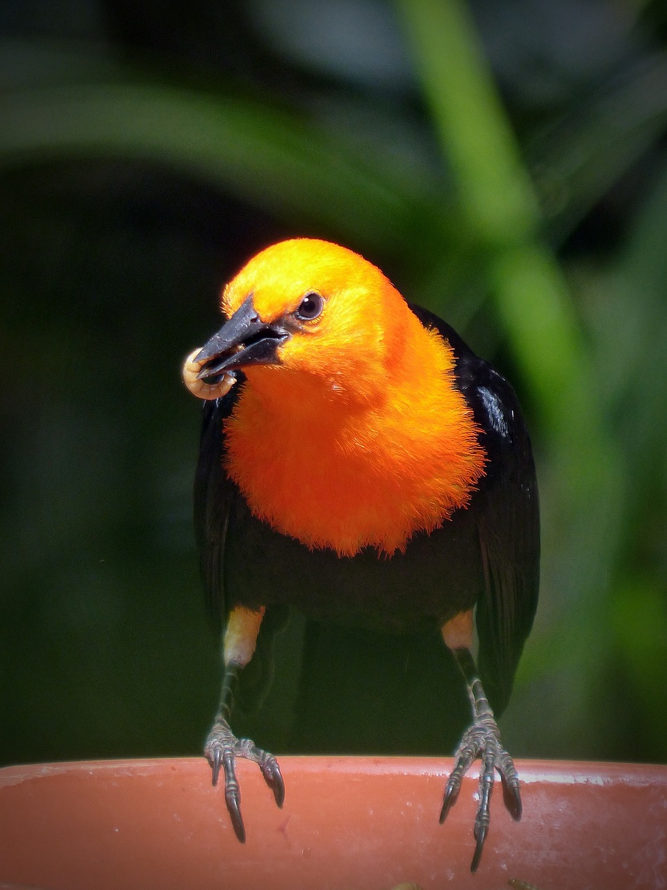 bird eat food free photo