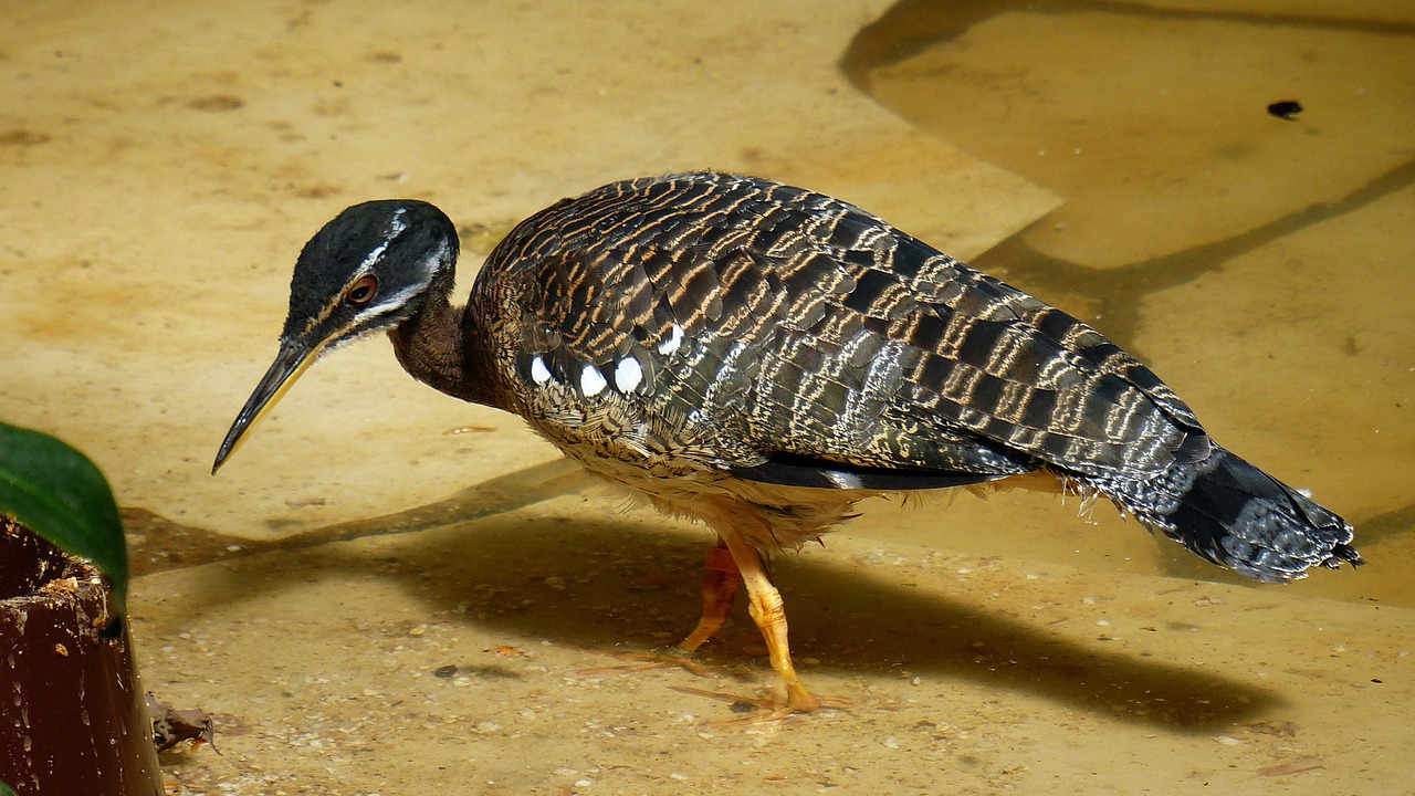 bird stilt feather free photo