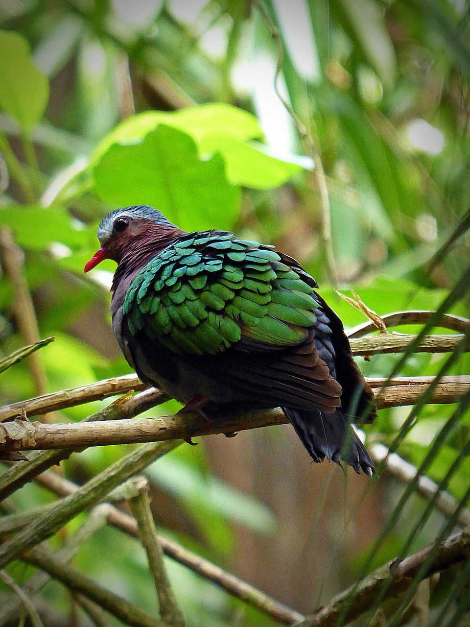 bird plumage nature free photo