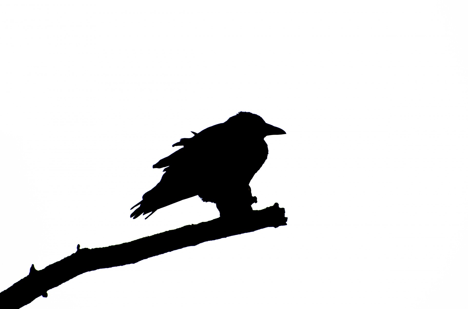 bird tree silhouette free photo