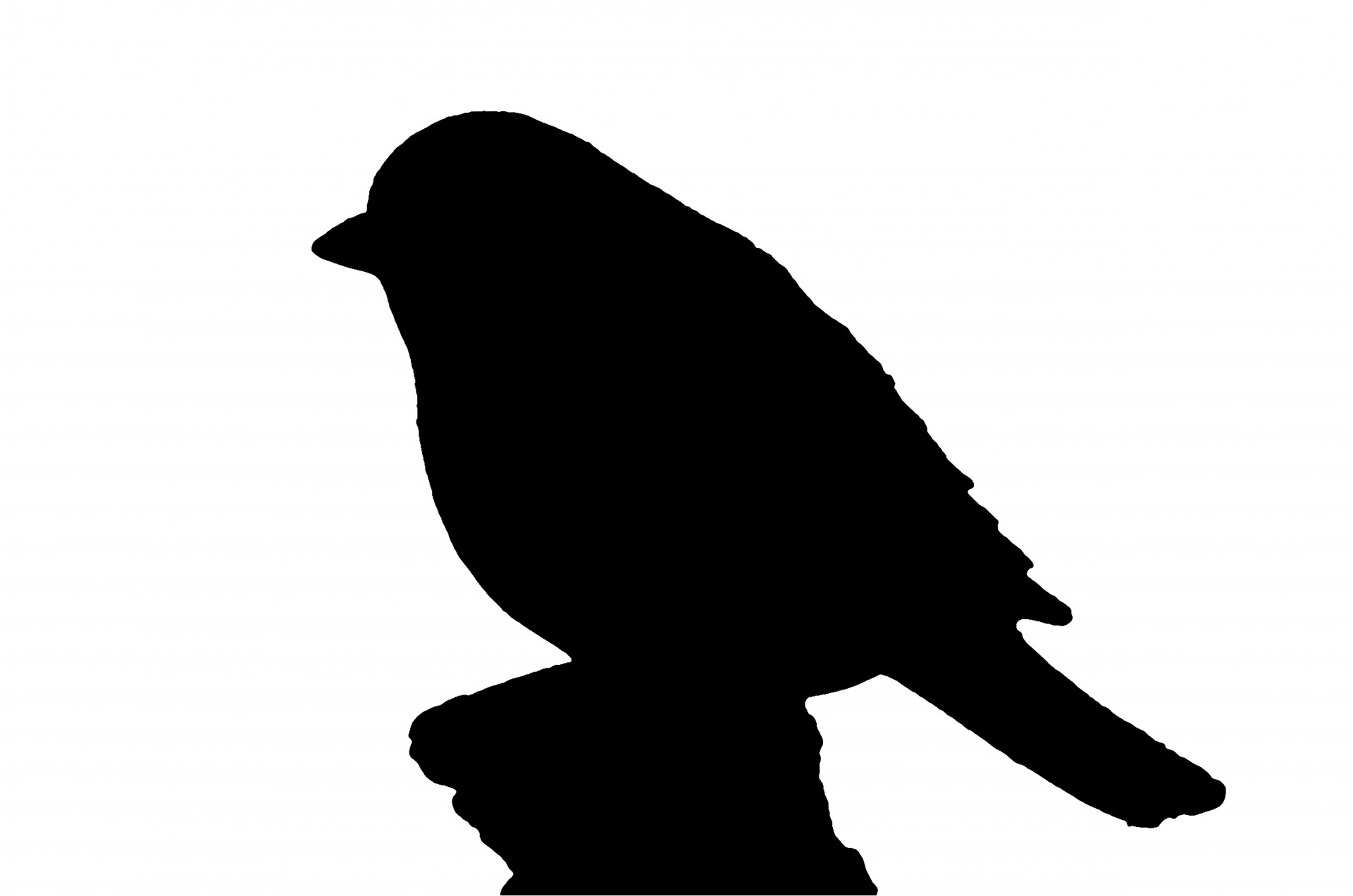 silhouette bird animals free photo