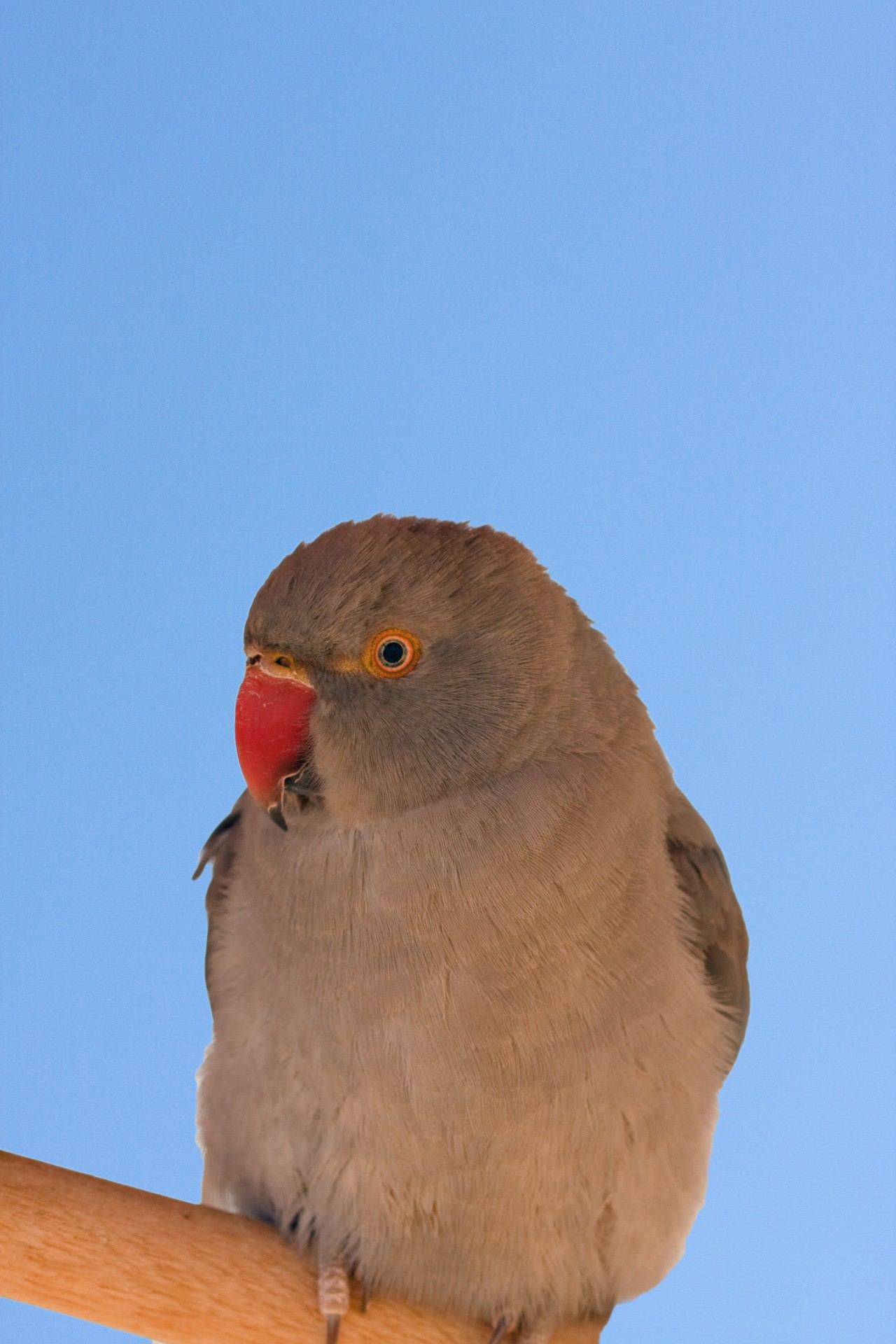 bird tropical parrot free photo