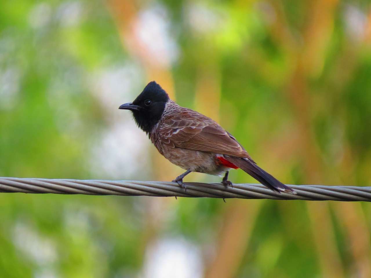 bird nature photography free photo