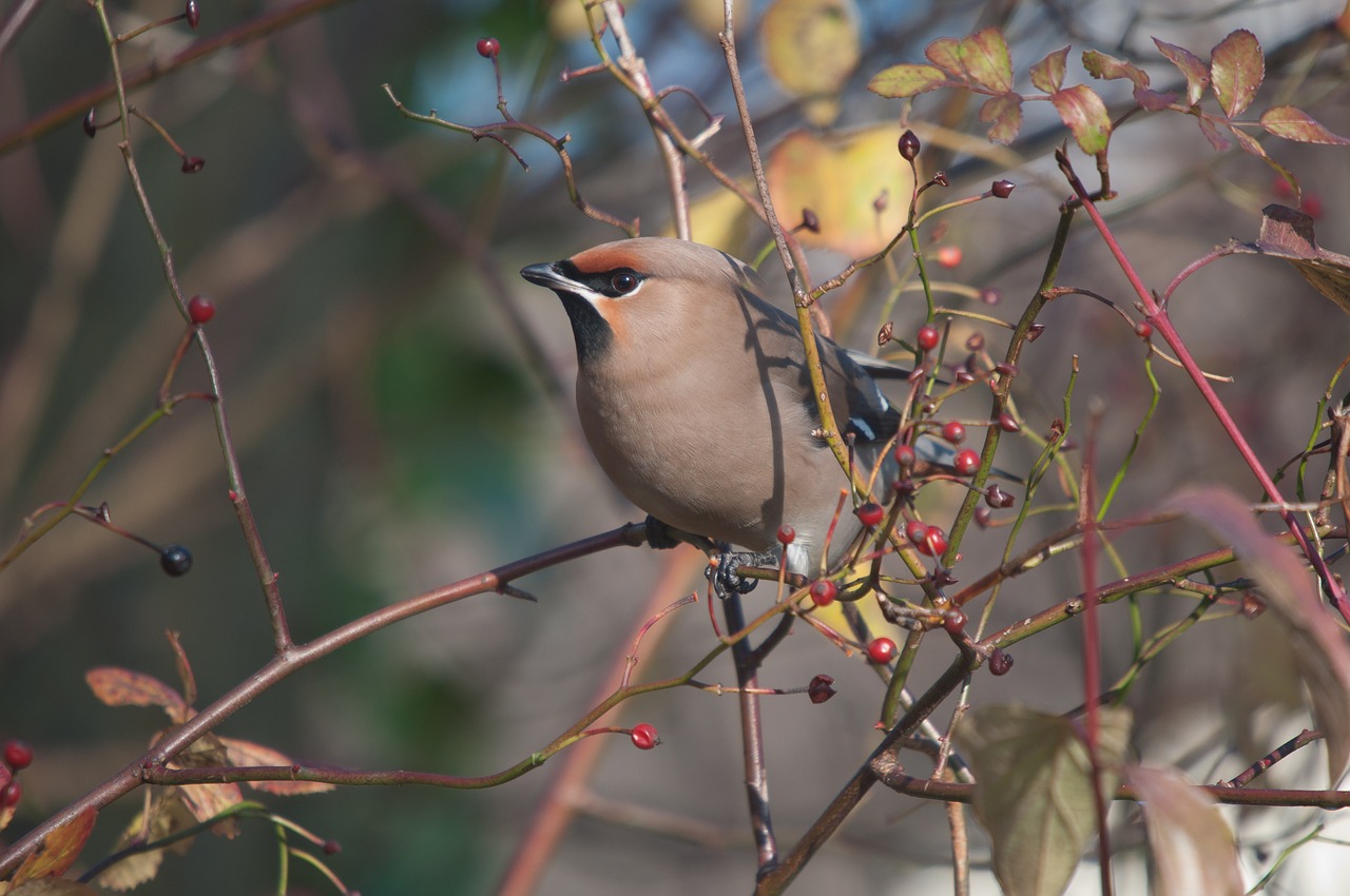 bohemian waxwing bird nature free photo