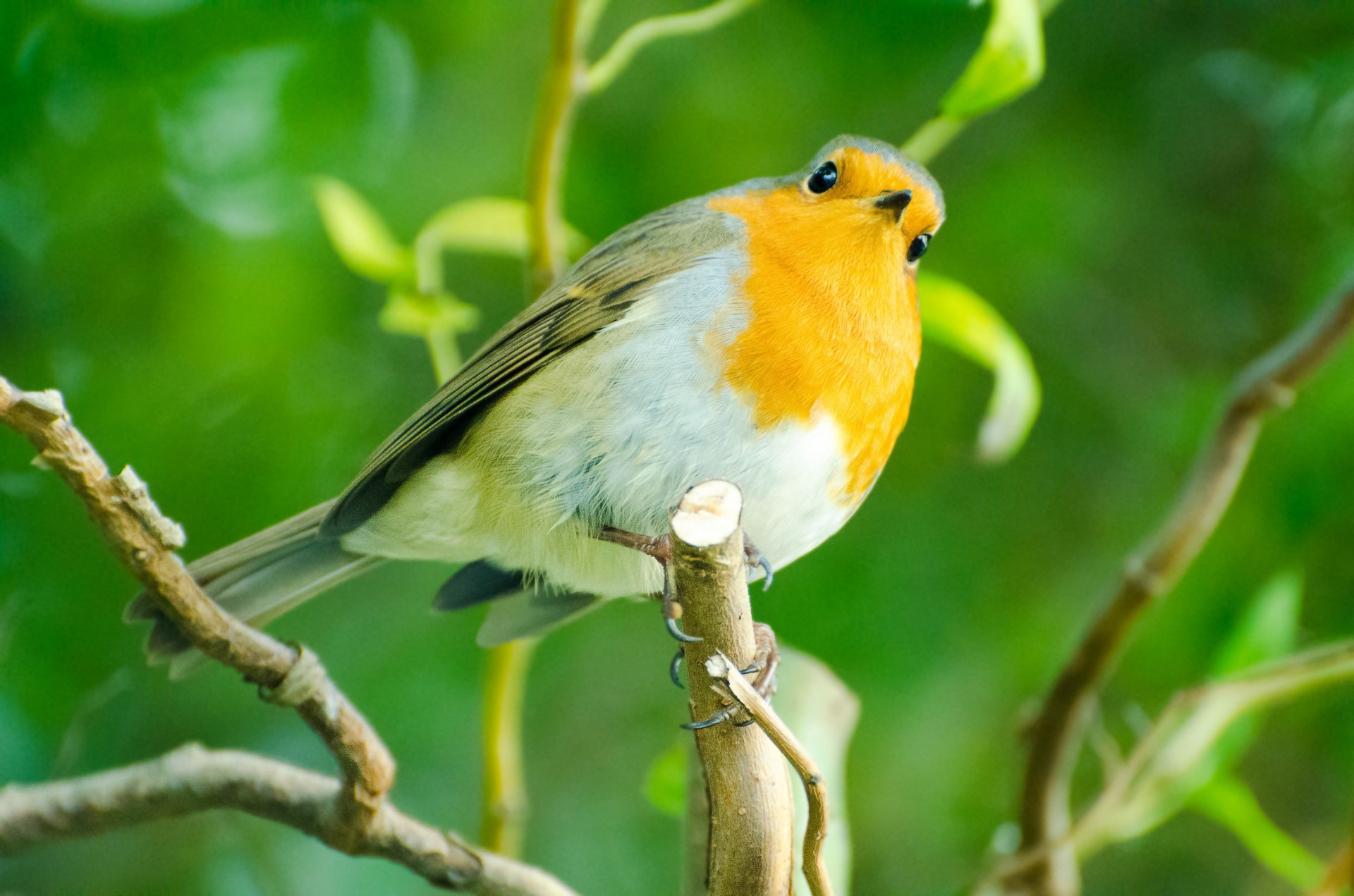 bird aviator robin free photo