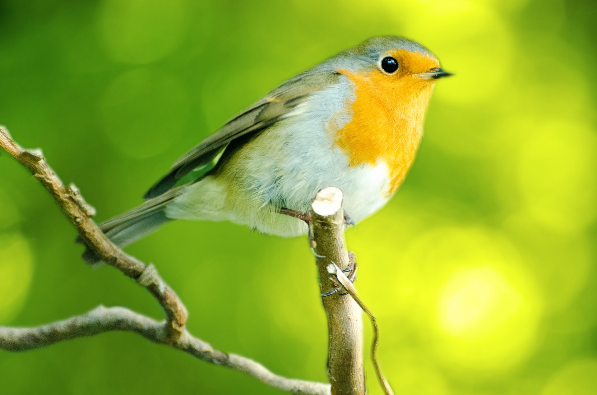 bird aviator robin free photo