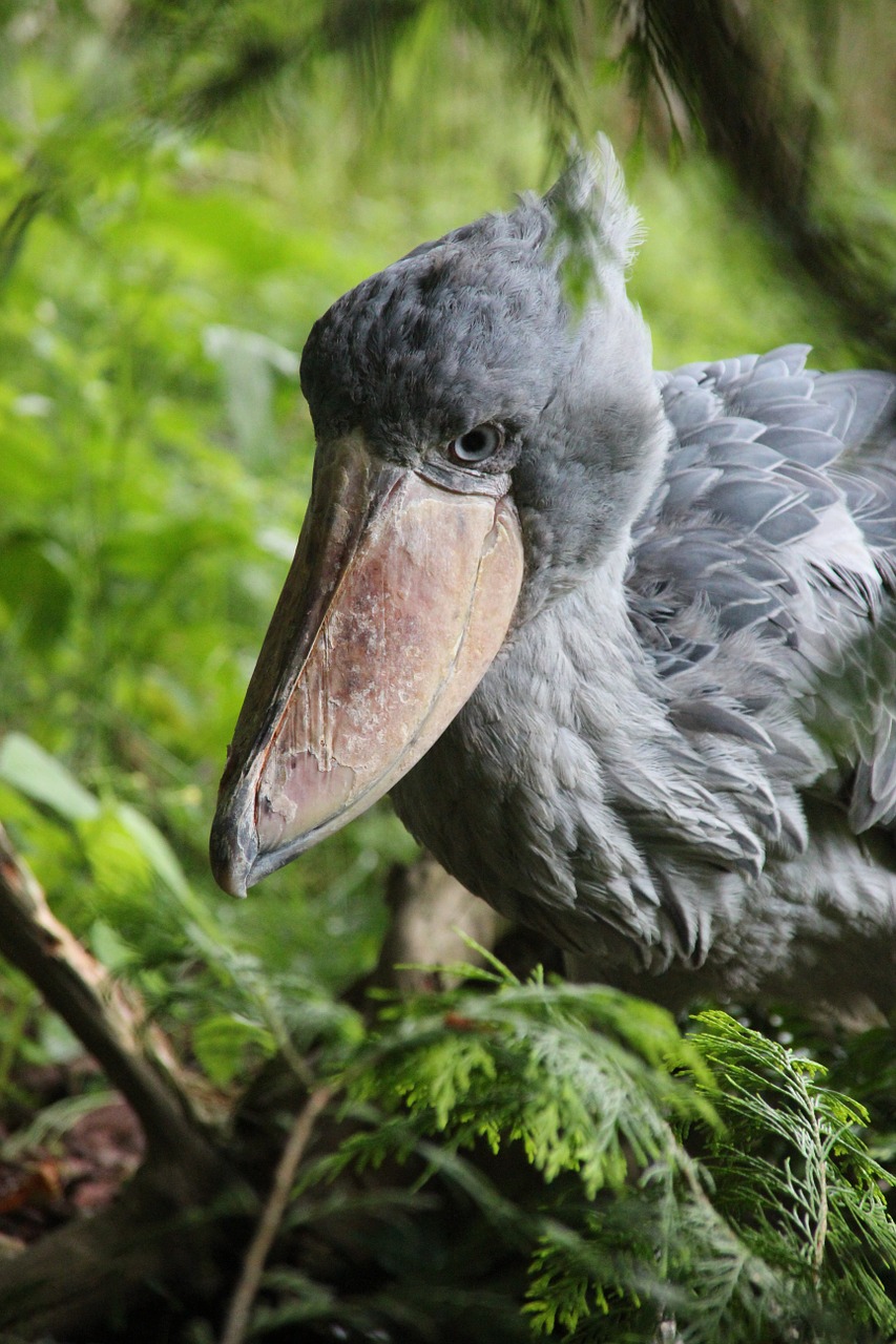 shoebill bird wildlife photography free photo