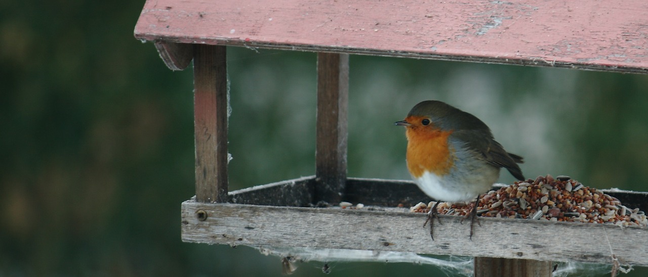 bird feed compound board free photo