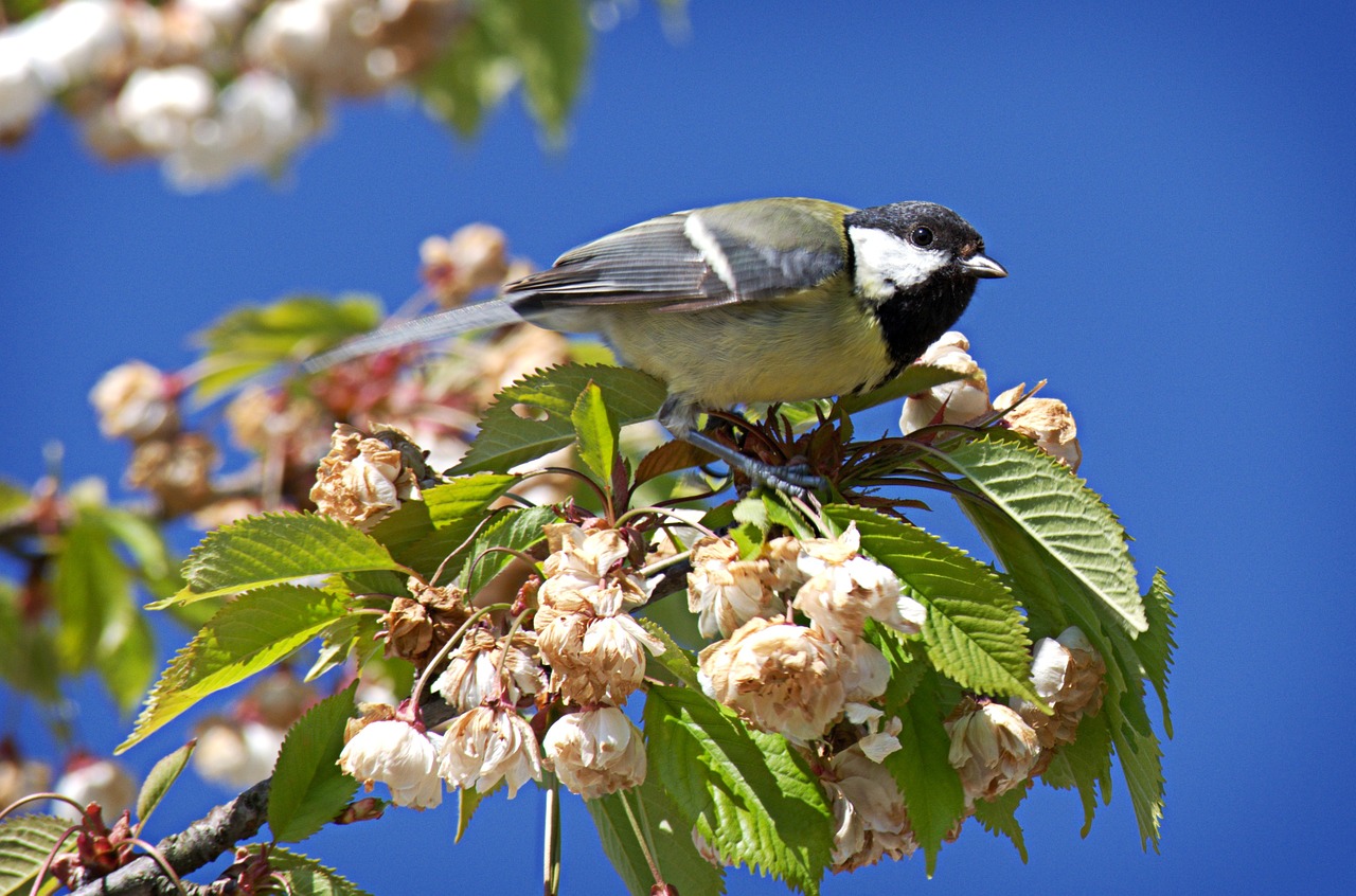 bird tit parus major free photo