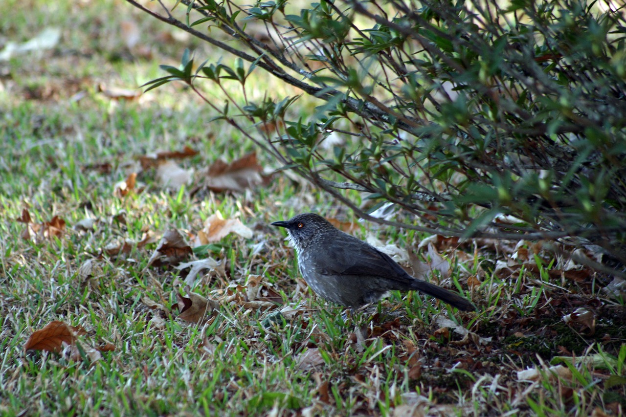 bird grass spotted free photo